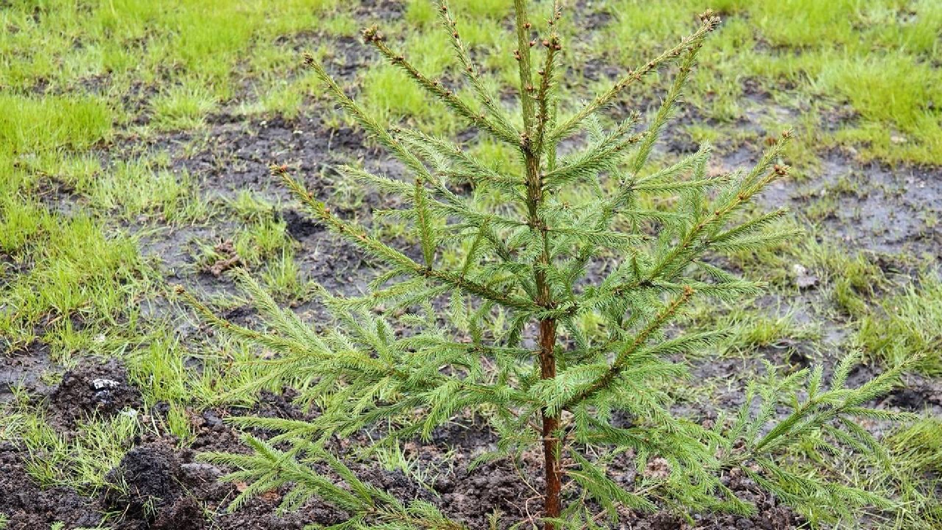 9 мая, сад памяти, экология , сергиев посад, сергиево-посадский городской округ,