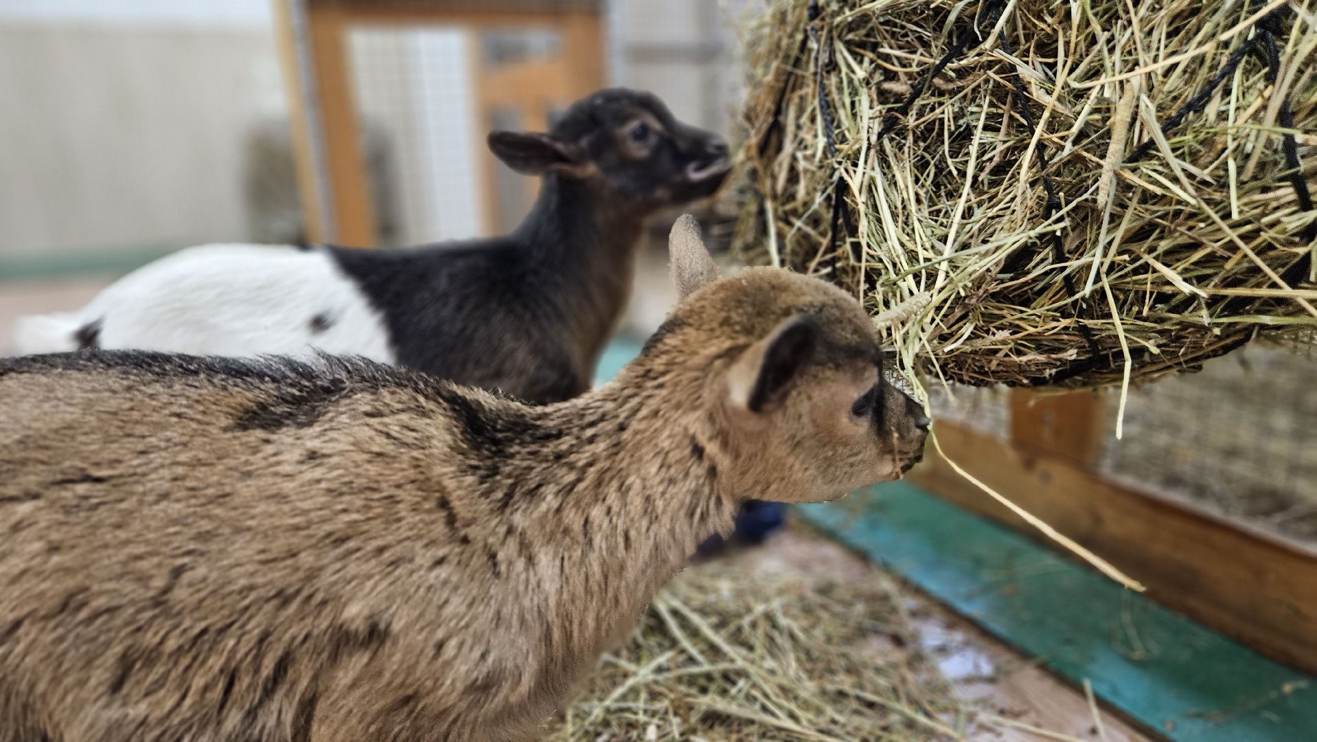 зоопарк, коза, животные,