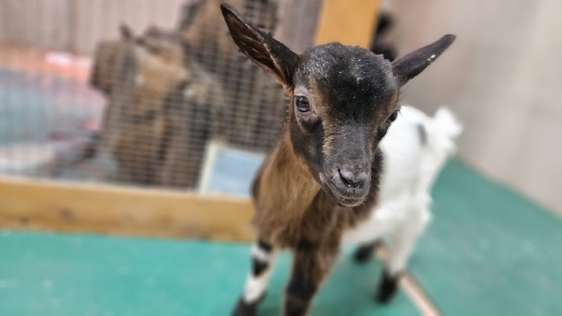 зоопарк, коза, животные,