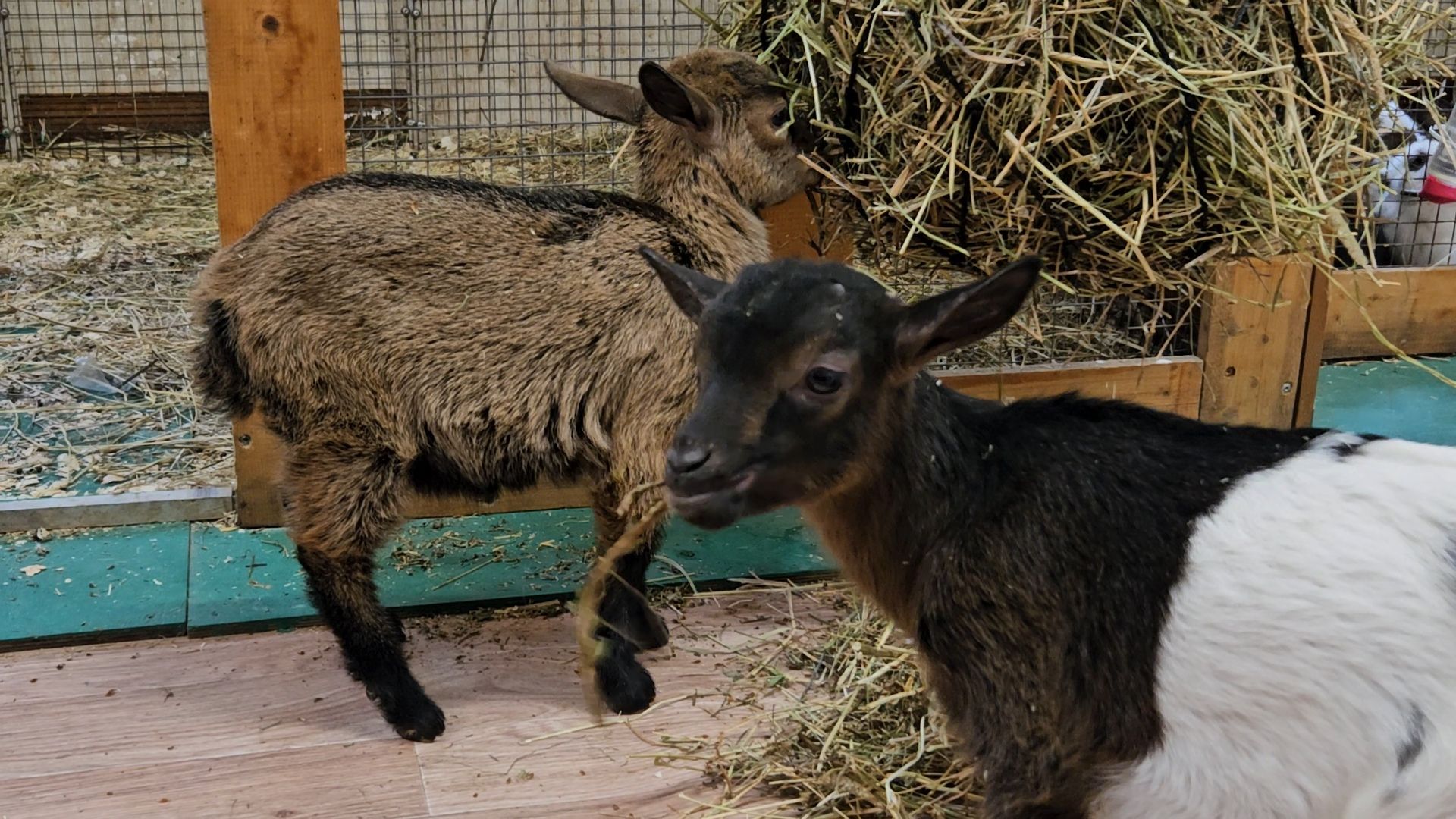 зоопарк, коза, животные,