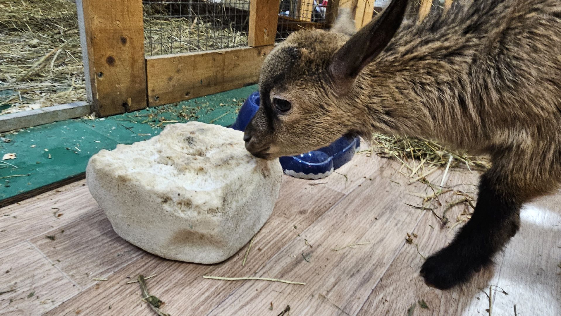 зоопарк, коза, животные,