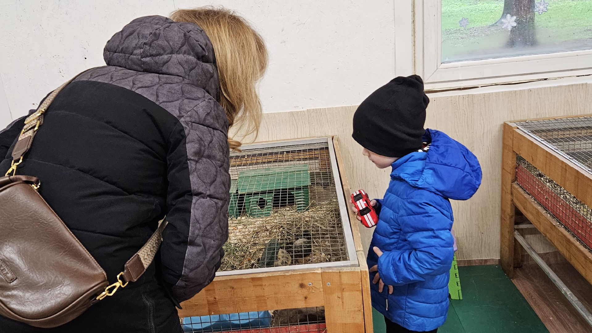 зоопарк, коза, животные,