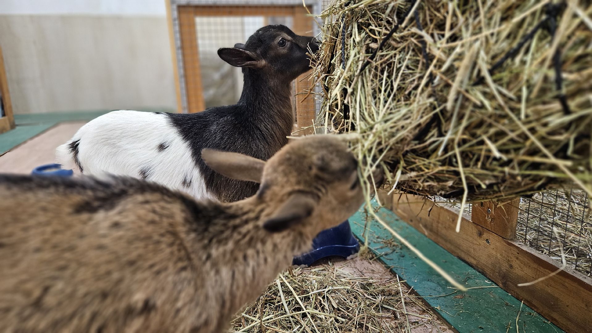 зоопарк, коза, животные,