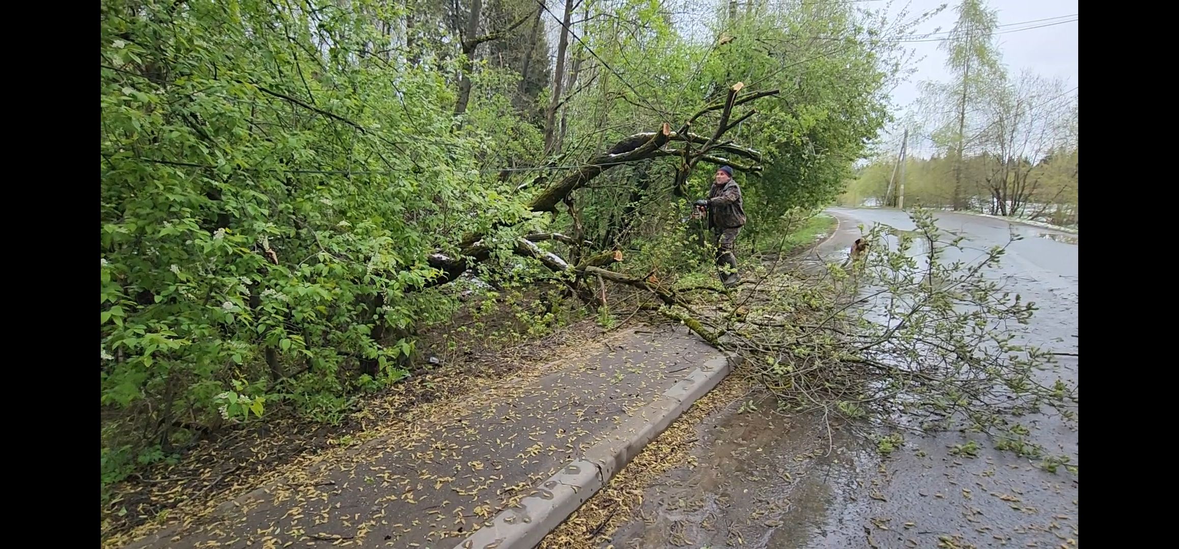 дерево, ураган, уборка,