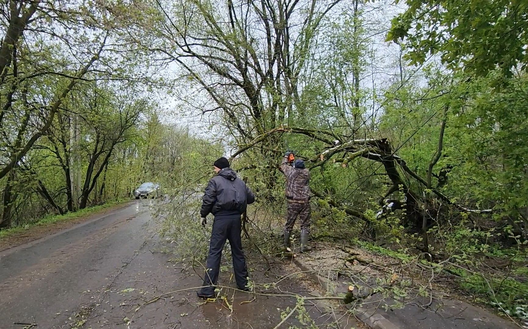 дерево, ураган, уборка,
