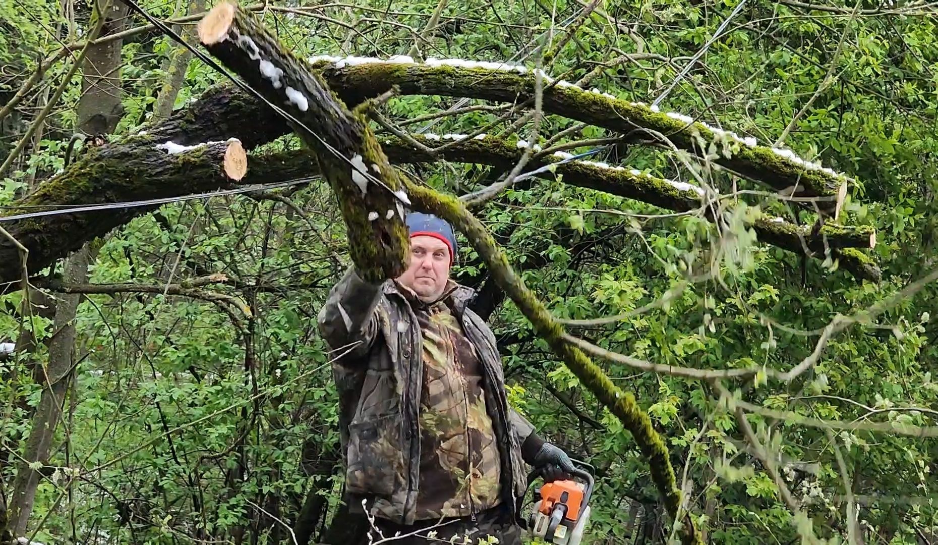 дерево, ураган, уборка,