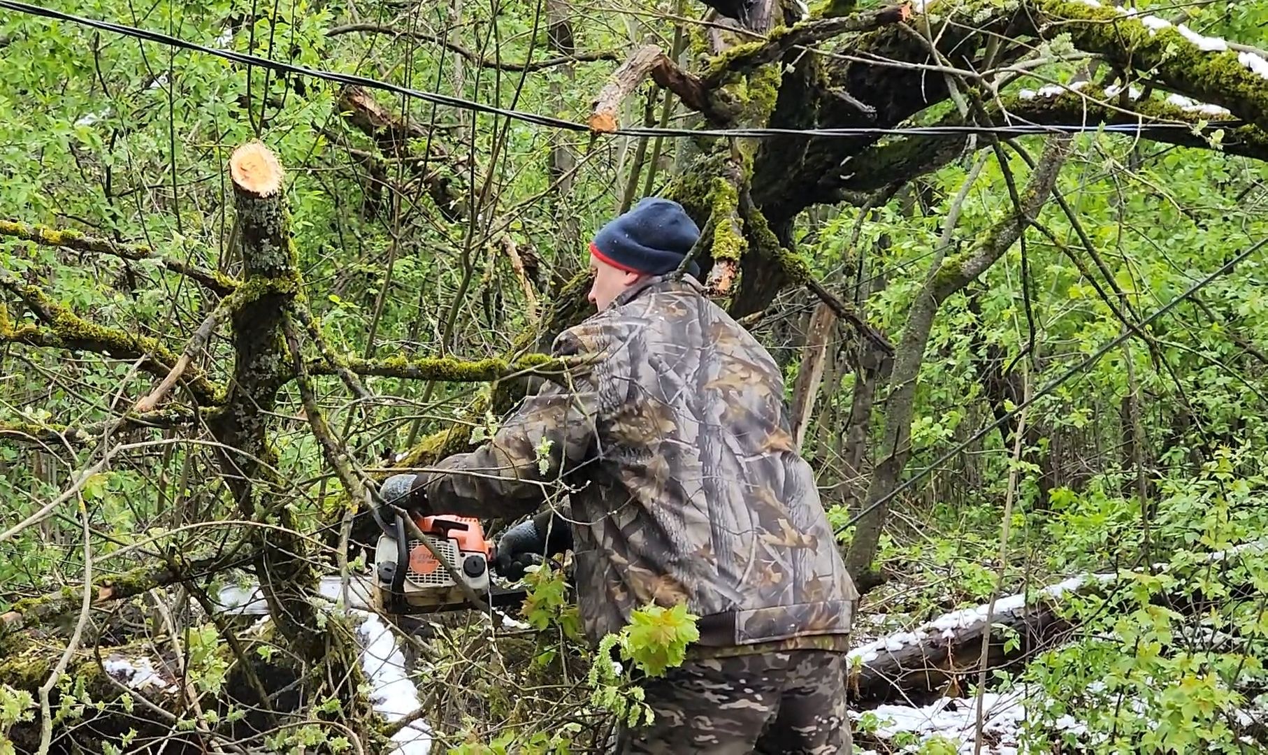 дерево, ураган, уборка,