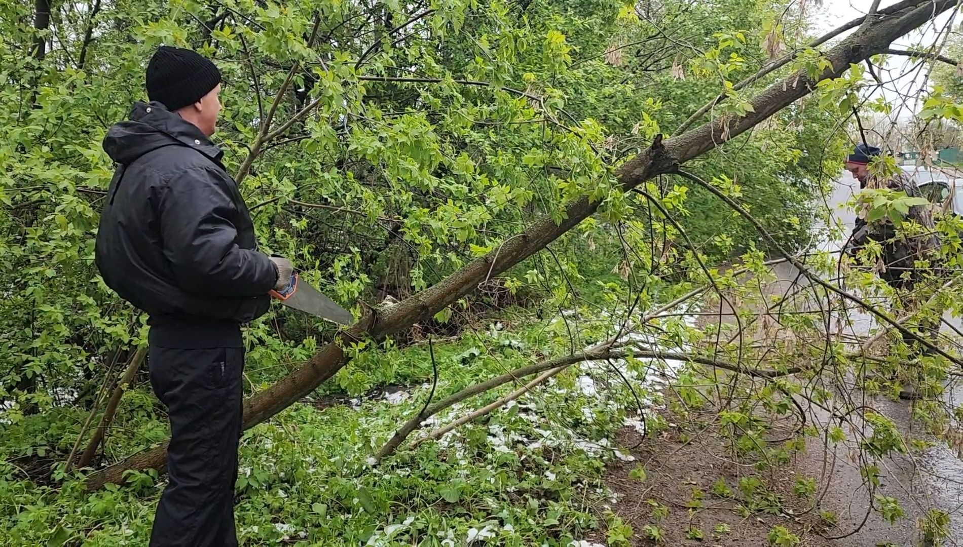 дерево, ураган, уборка,