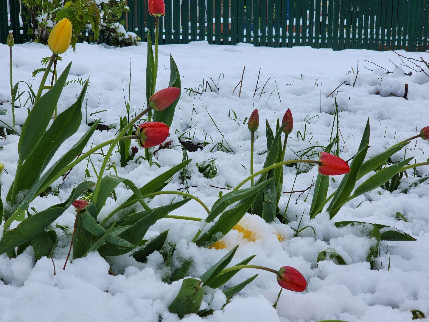 талицы, отключение света, снегопад, скандинавский циклон,
