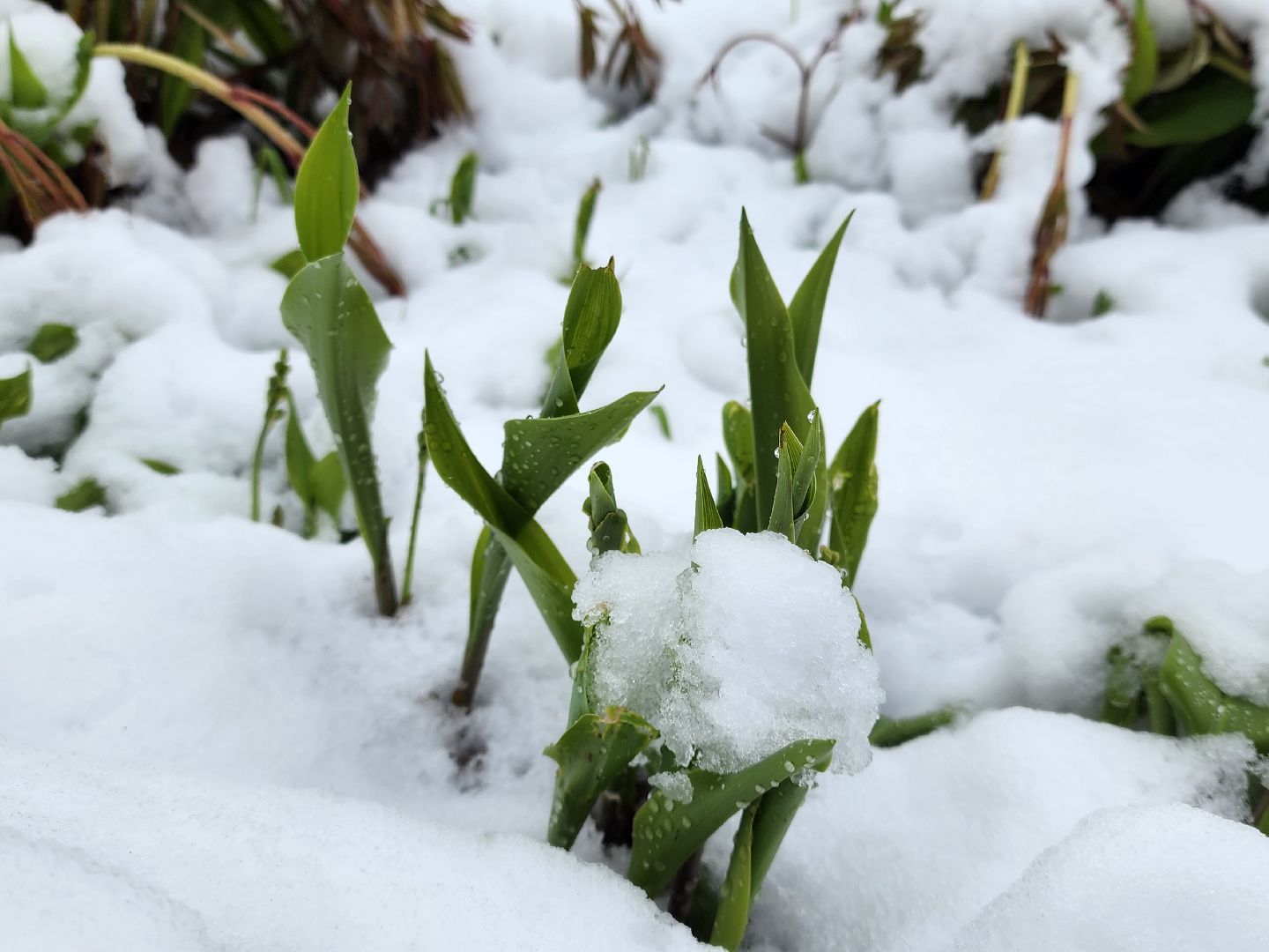 талицы, отключение света, снегопад, скандинавский циклон,