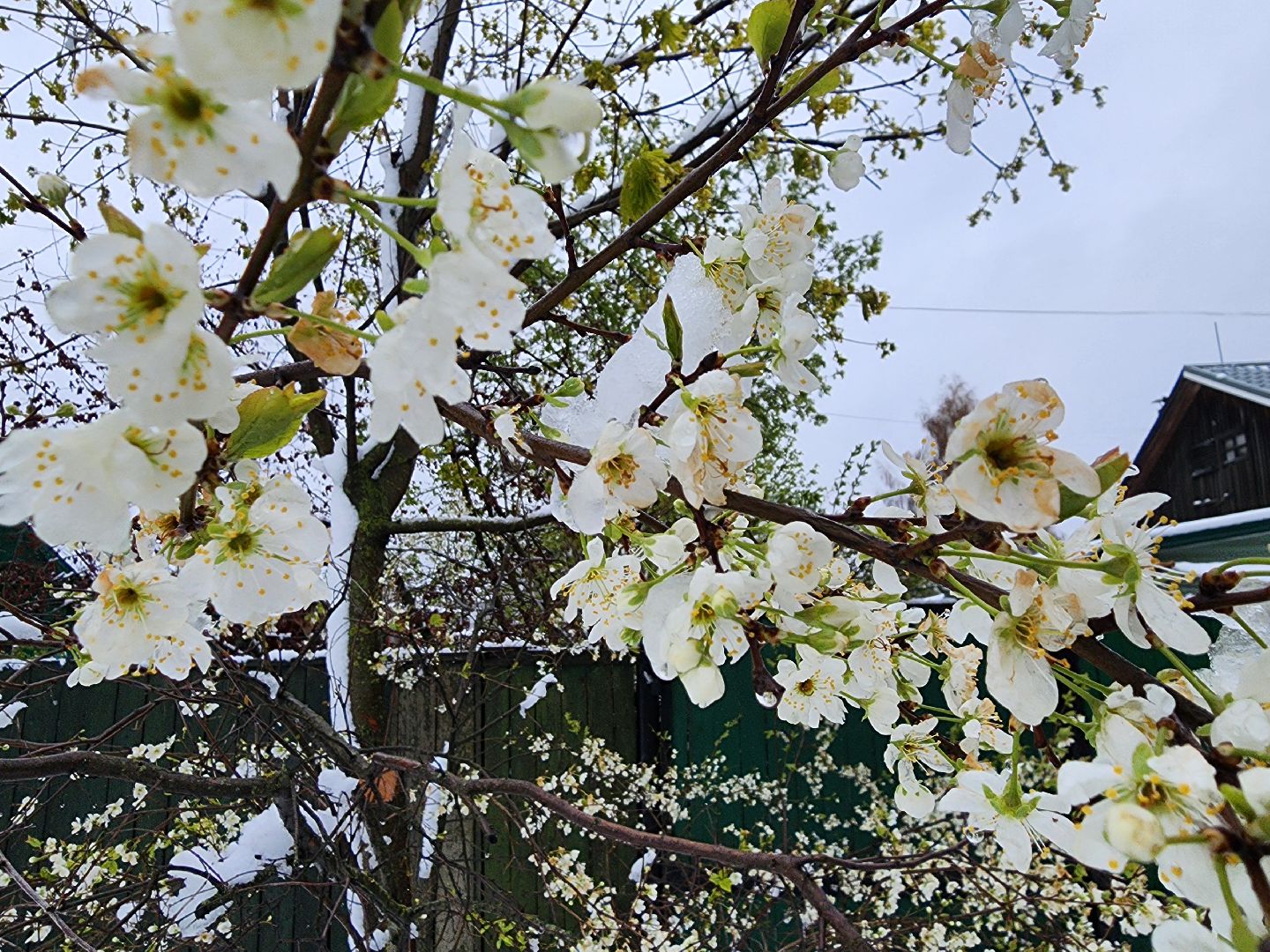 талицы, отключение света, снегопад, скандинавский циклон,
