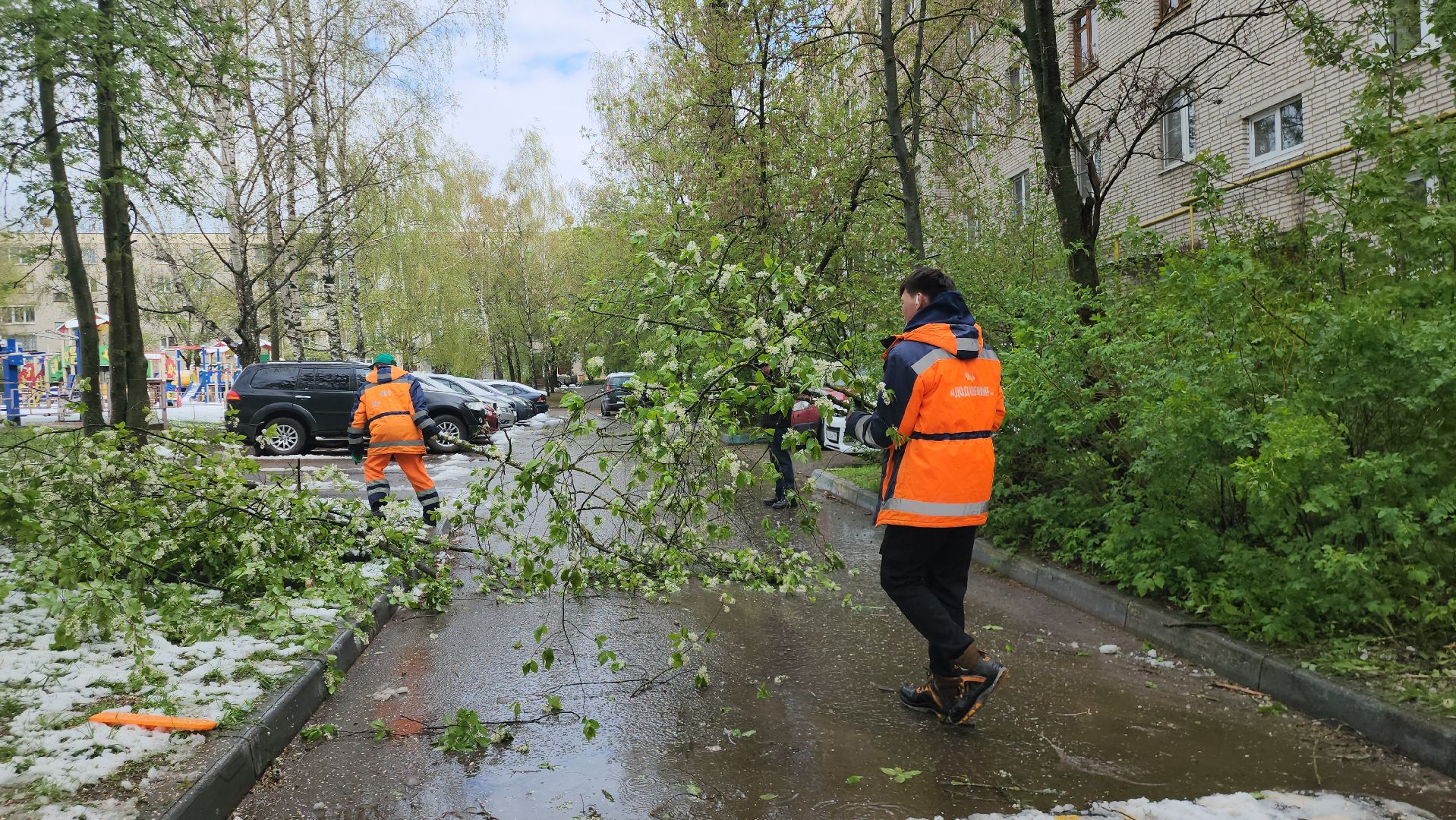 Истра, коммунальная служба, спил деревьев,