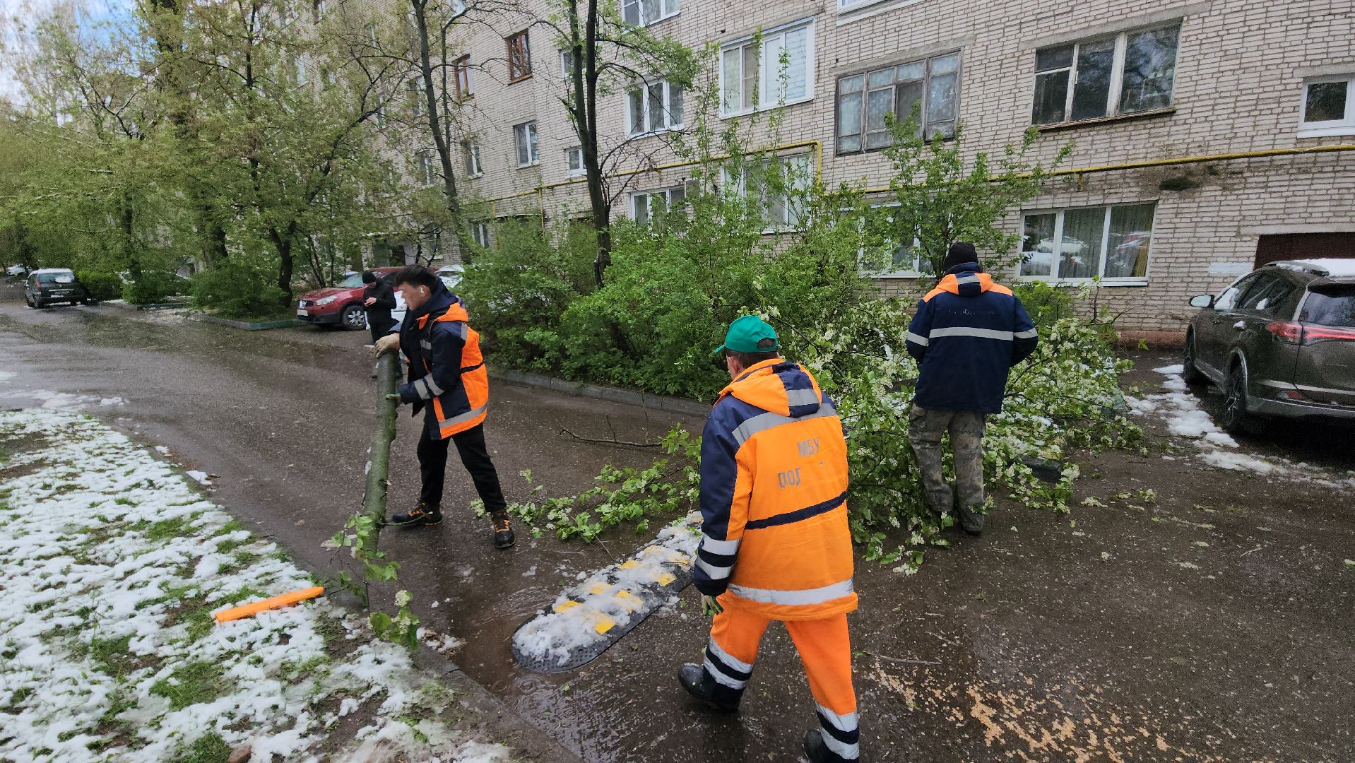 Истра, коммунальная служба, спил деревьев,
