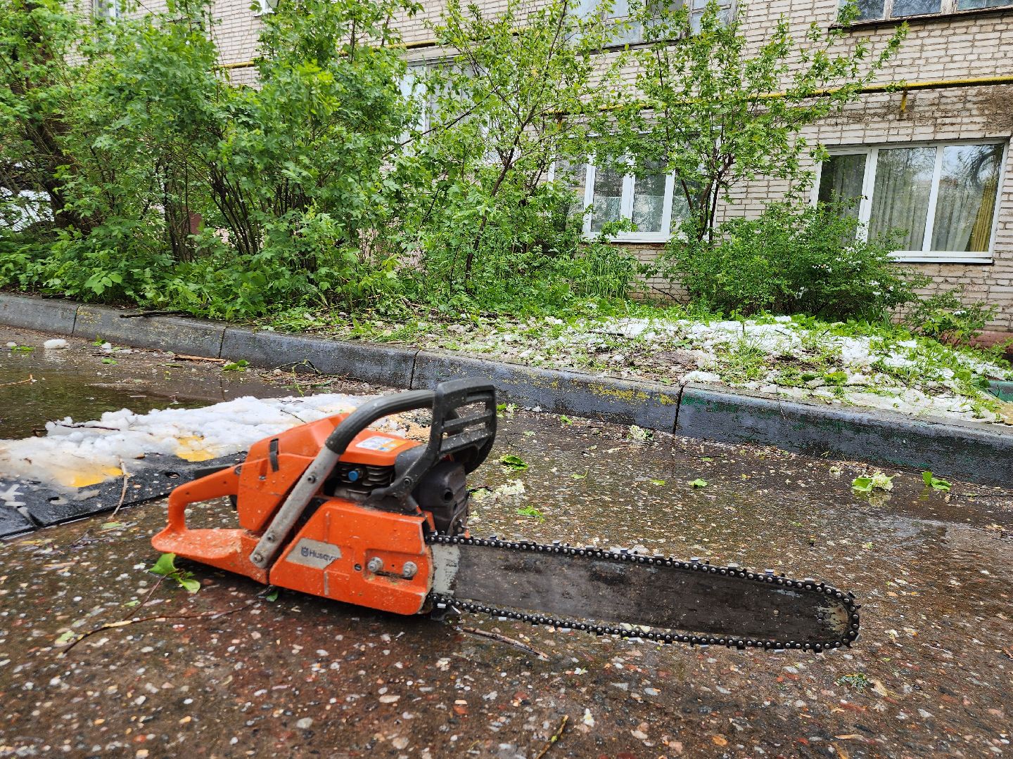 Истра, коммунальная служба, спил деревьев,