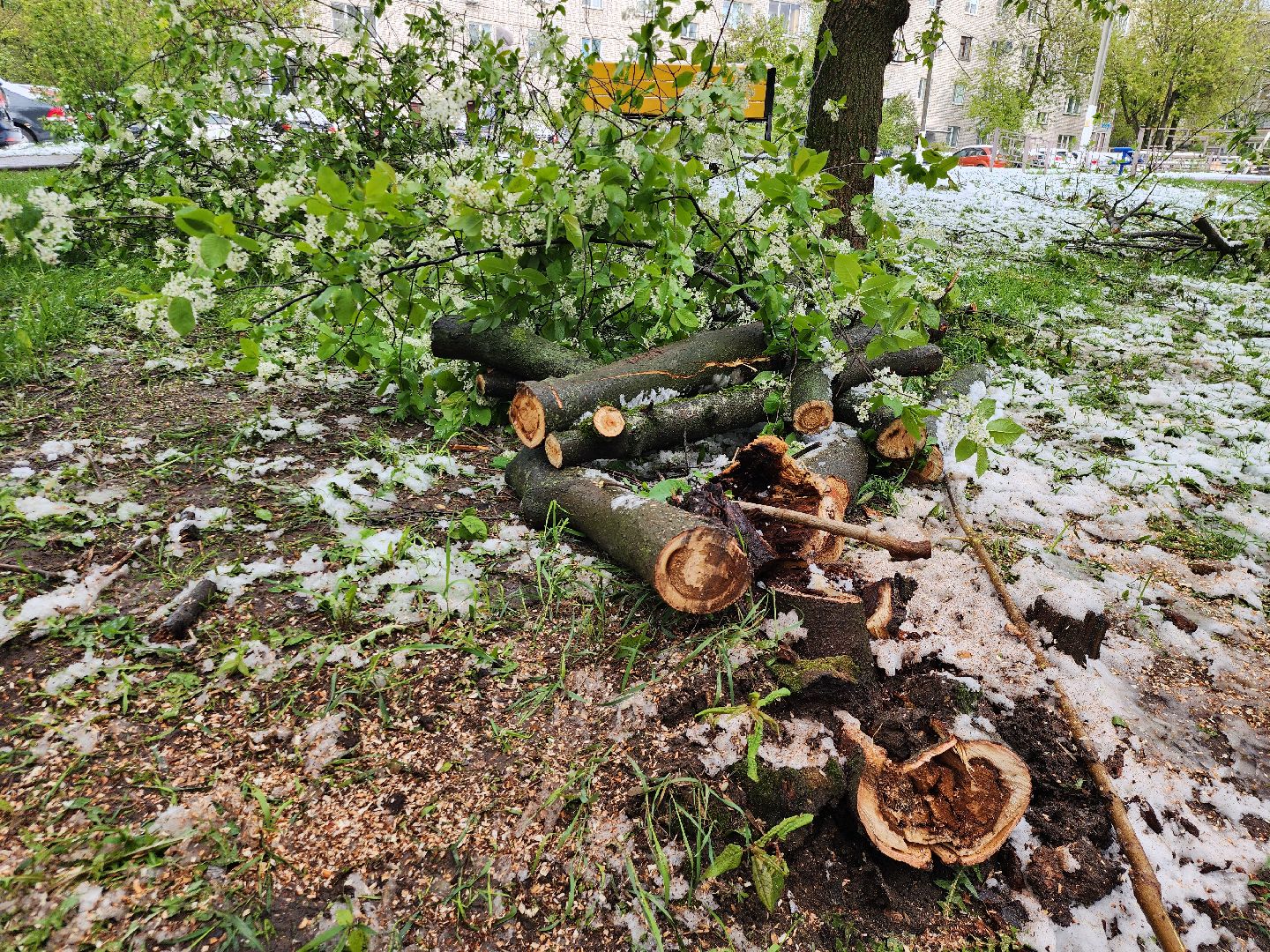 Истра, коммунальная служба, спил деревьев,