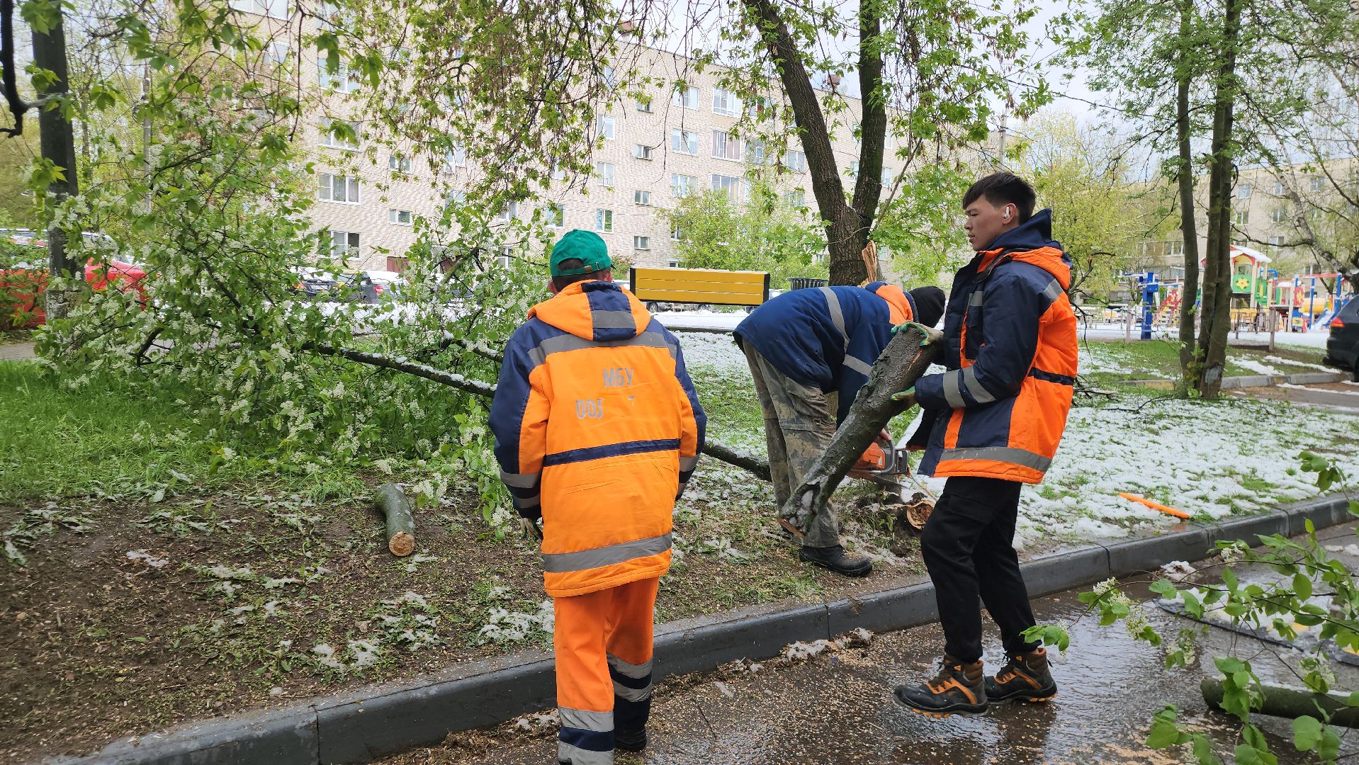 Истра, коммунальная служба, спил деревьев,