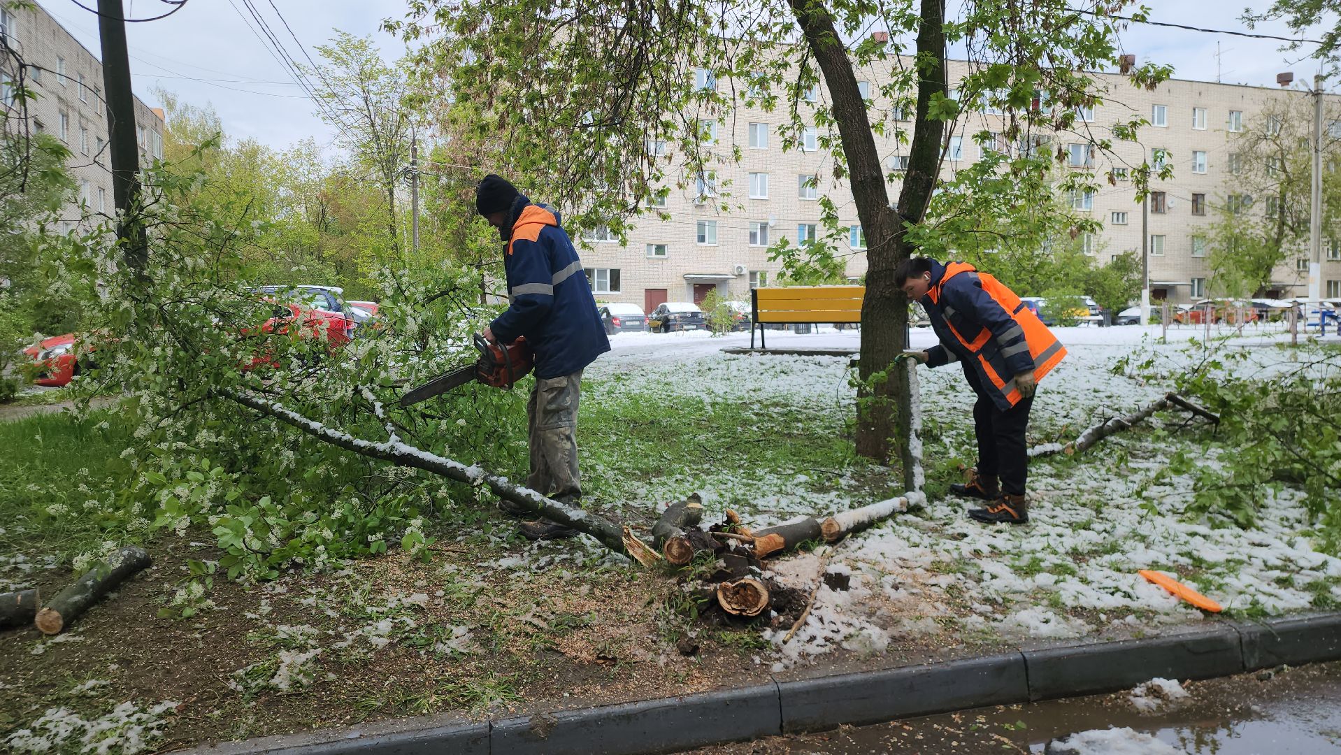 Истра, коммунальная служба, спил деревьев,