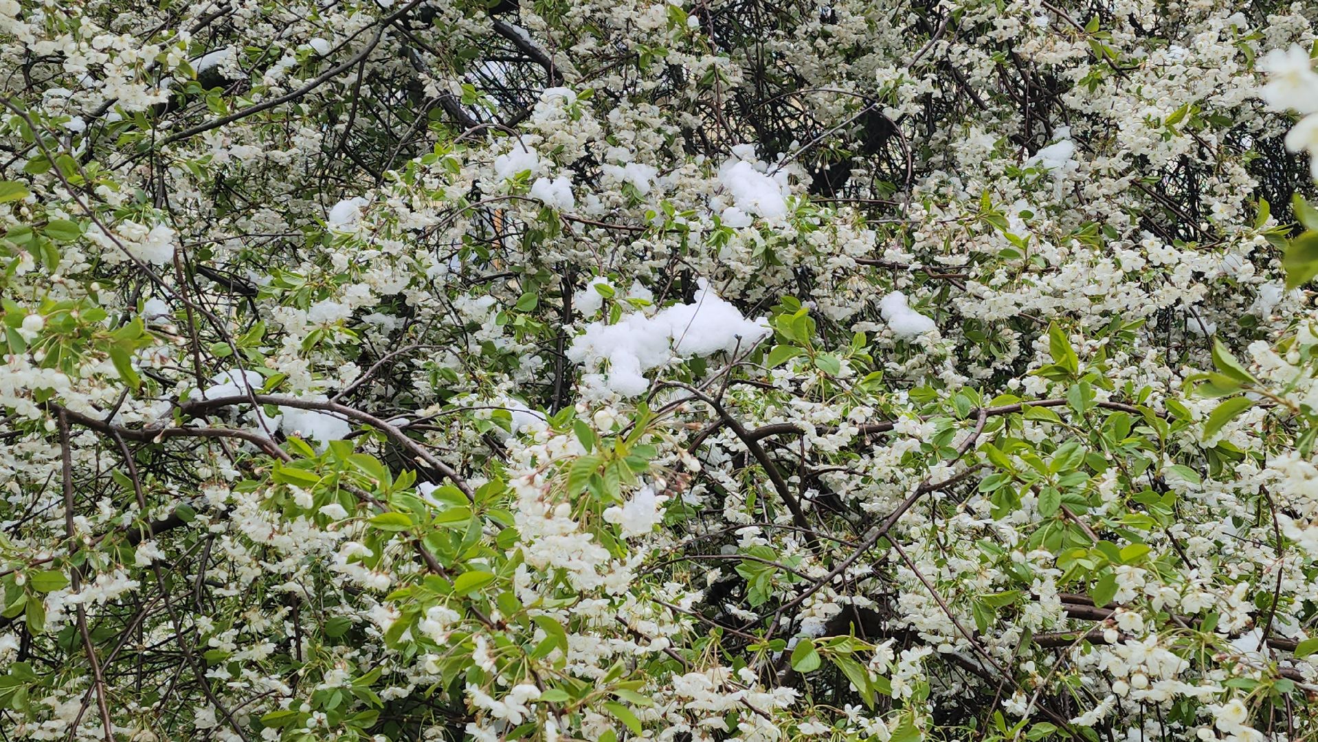 красногорск, снегопад, май, скандинавский циклон, ураган,