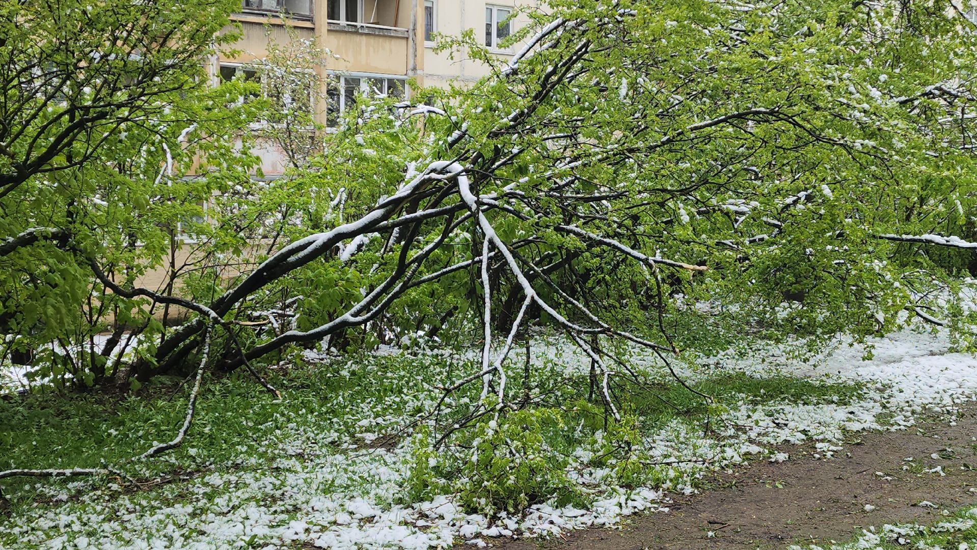 красногорск, снегопад, май, скандинавский циклон, ураган,