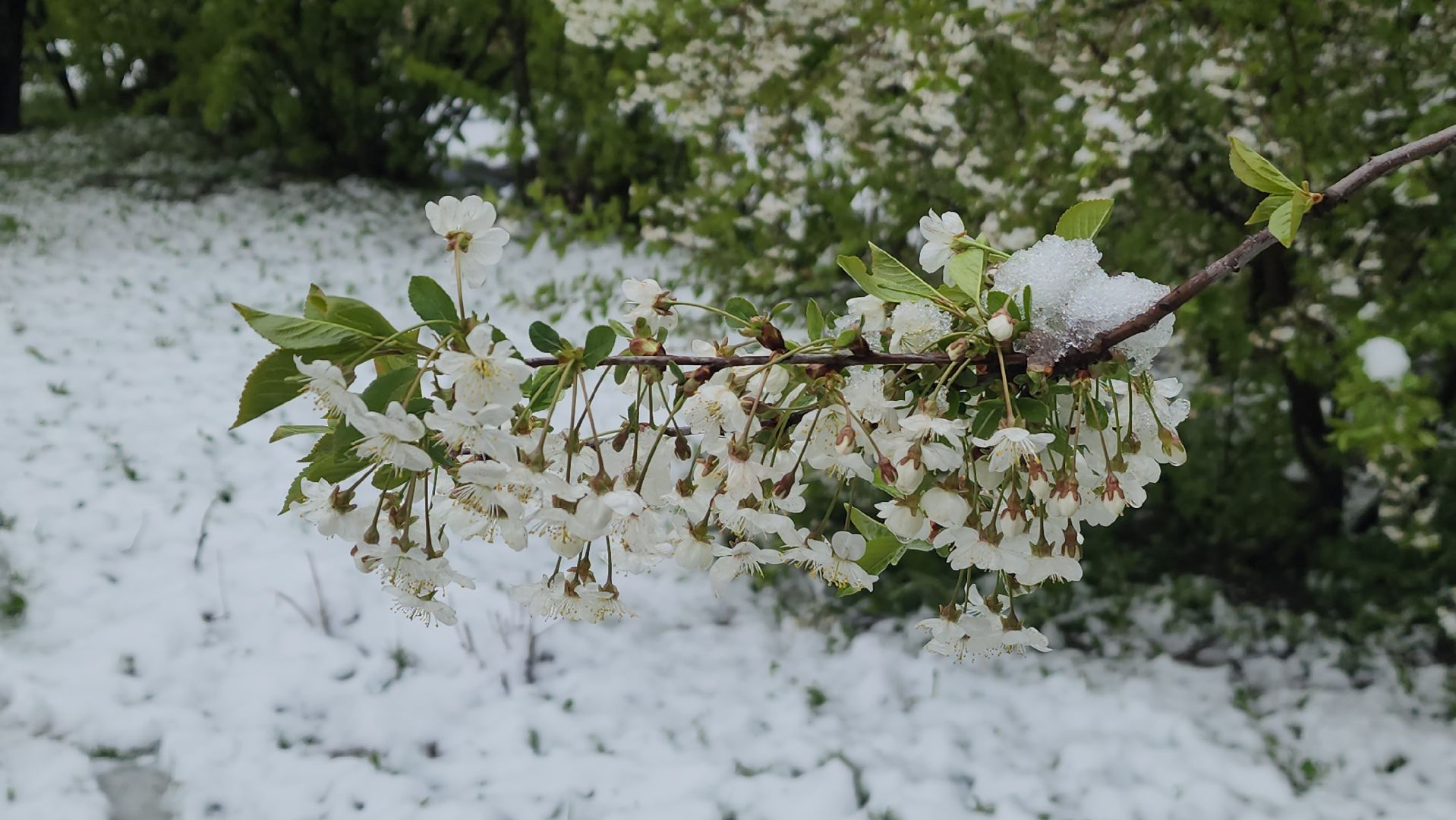 красногорск, снегопад, май, скандинавский циклон, ураган,