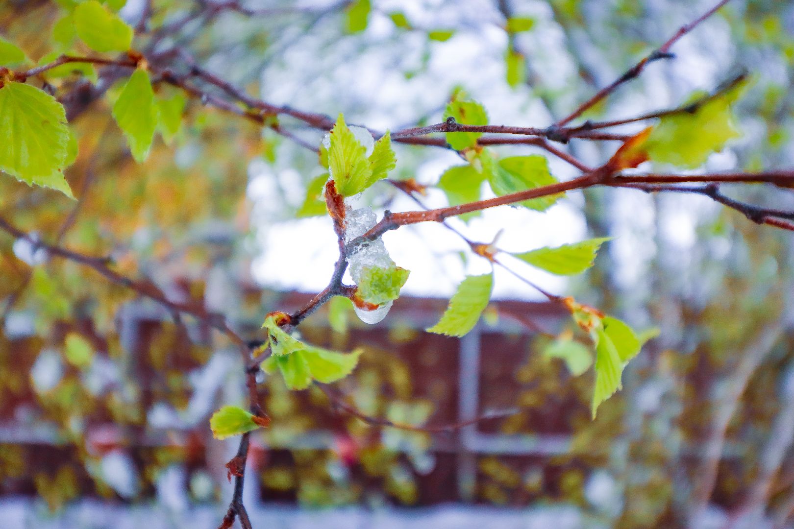 клин, общество, чп, снег в мае, жкх,