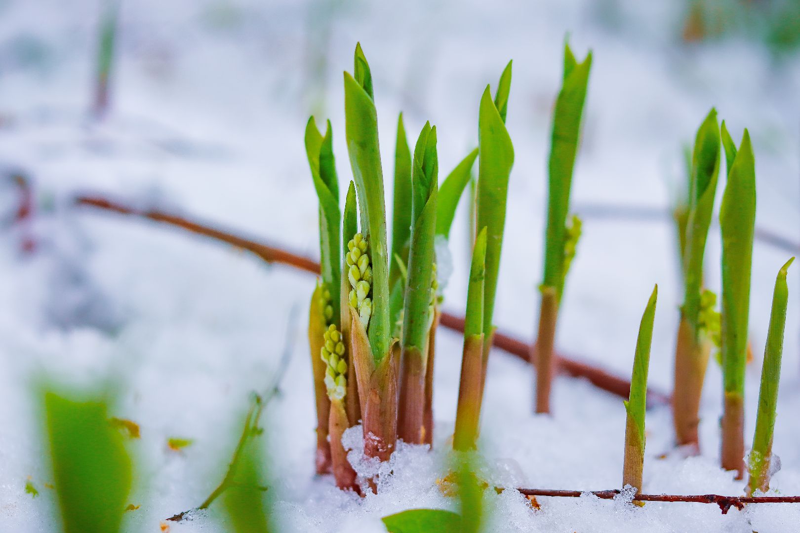 клин, общество, чп, снег в мае, жкх,