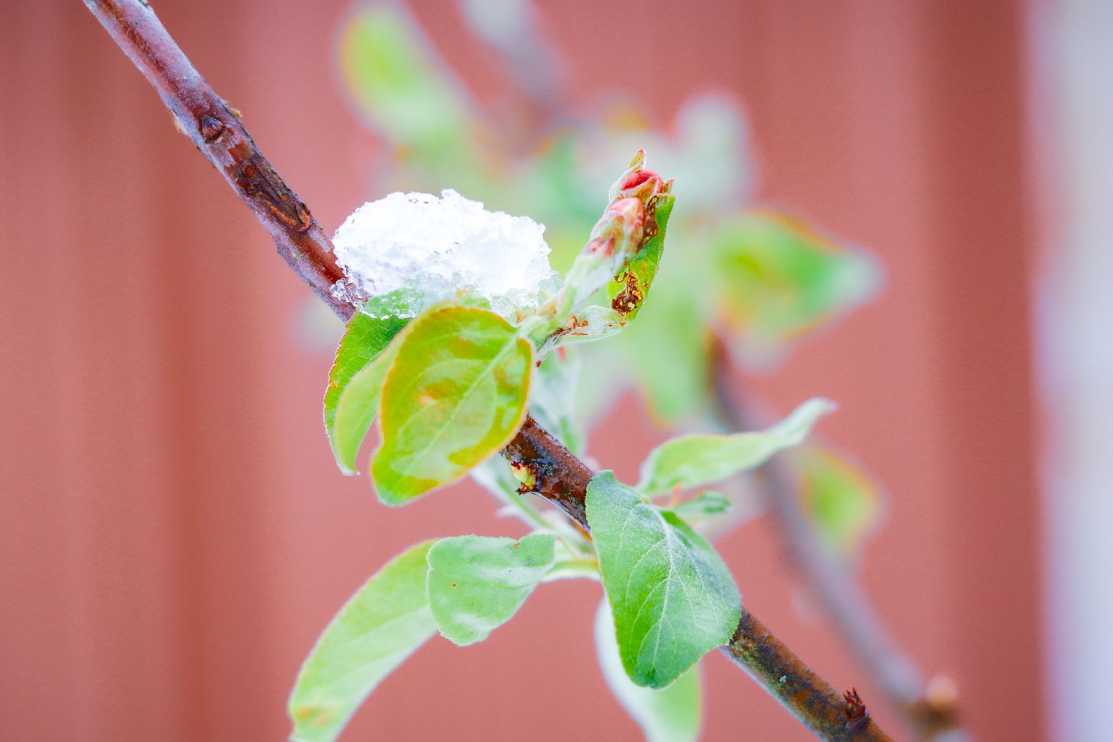 клин, общество, чп, снег в мае, жкх,