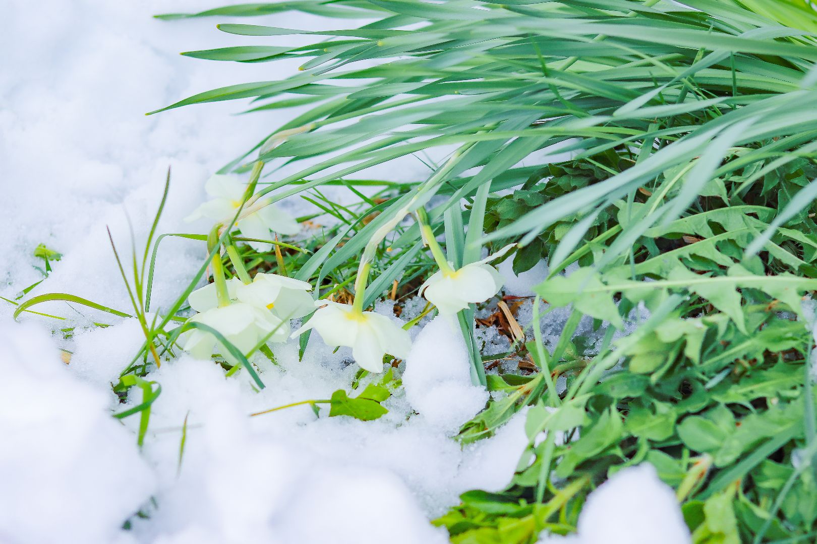 клин, общество, чп, снег в мае, жкх,