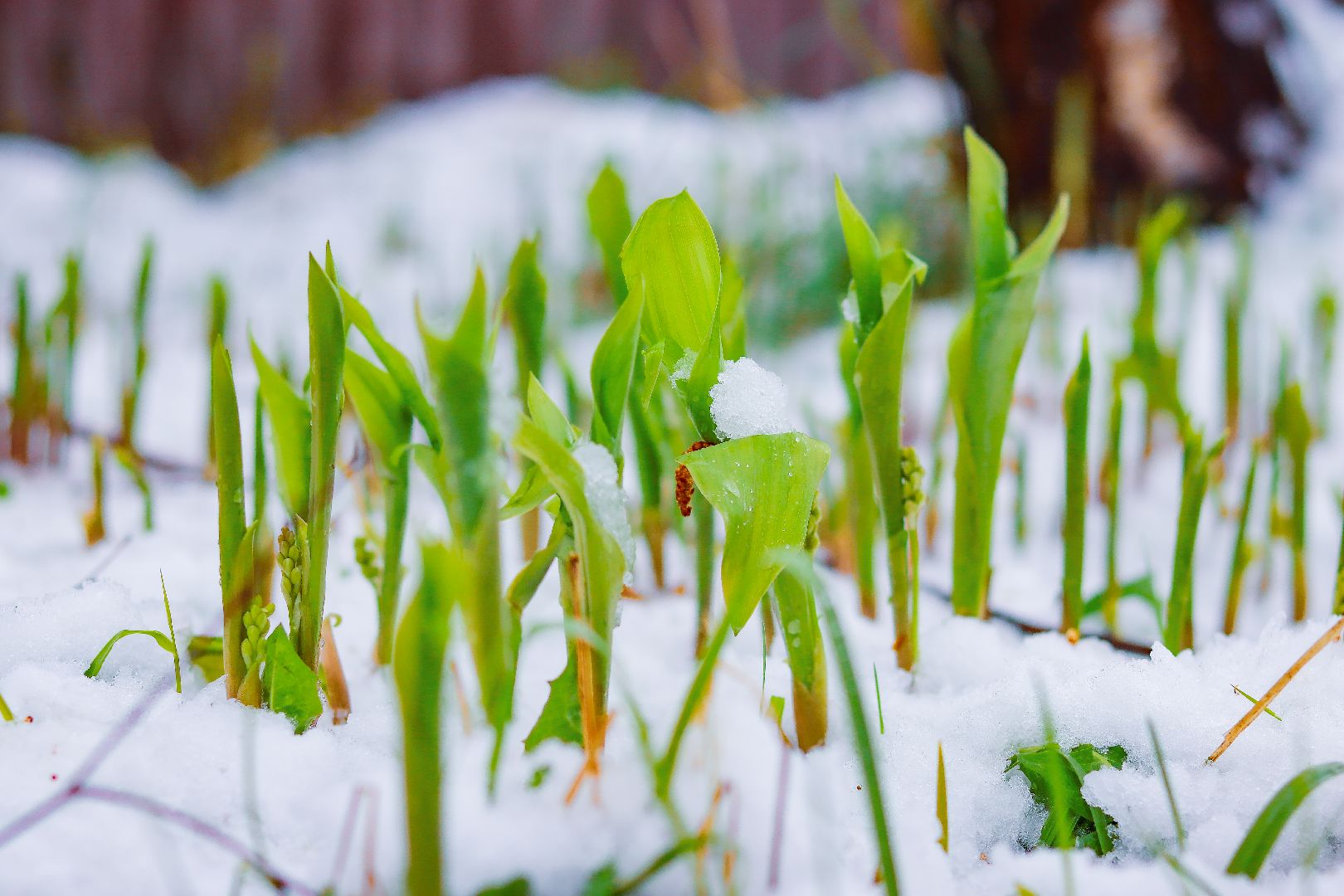 клин, общество, чп, снег в мае, жкх,