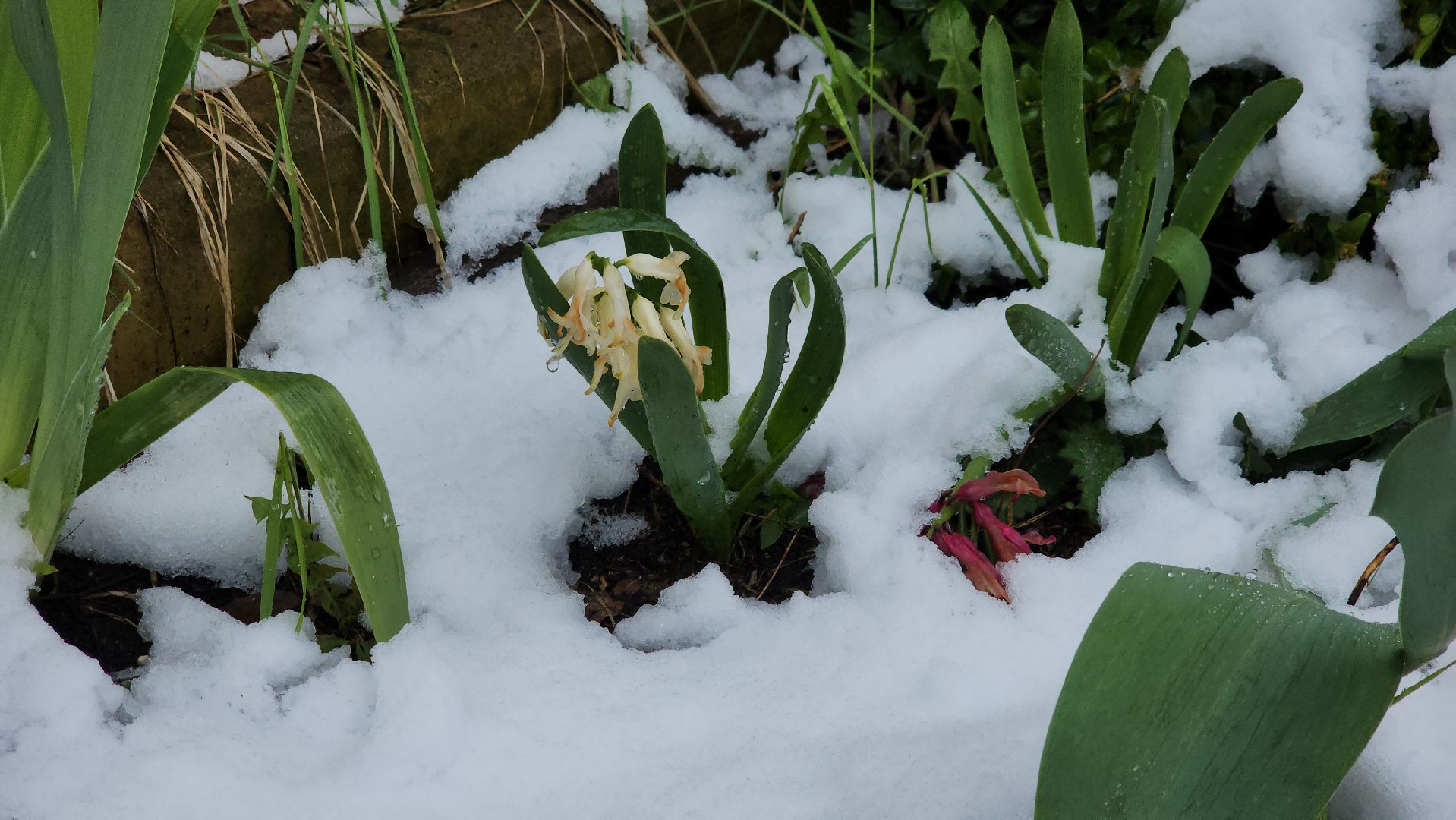 щёлково, снегопад, майский снег, Североатлантический циклон,