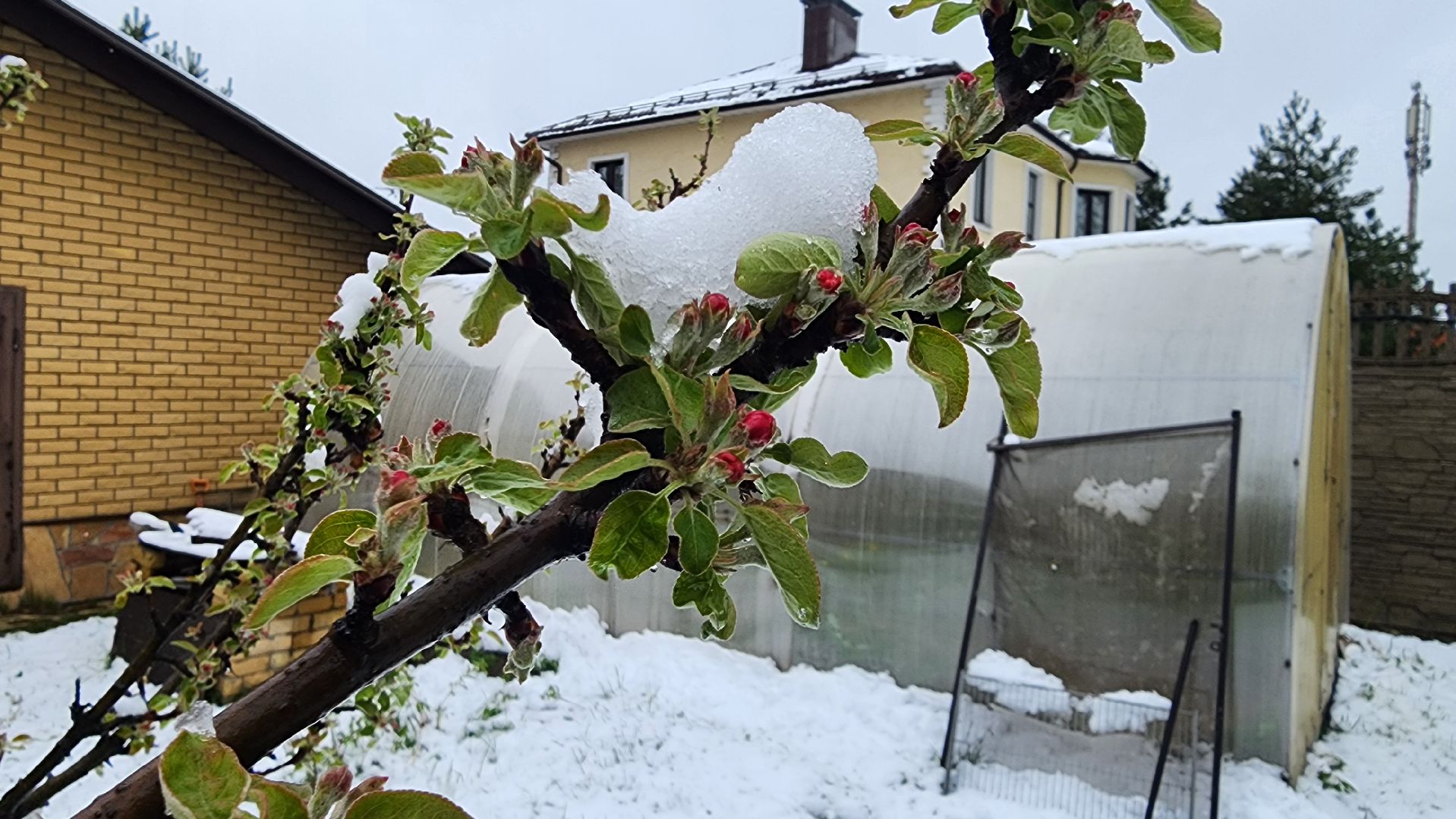 щёлково, снегопад, майский снег, Североатлантический циклон,