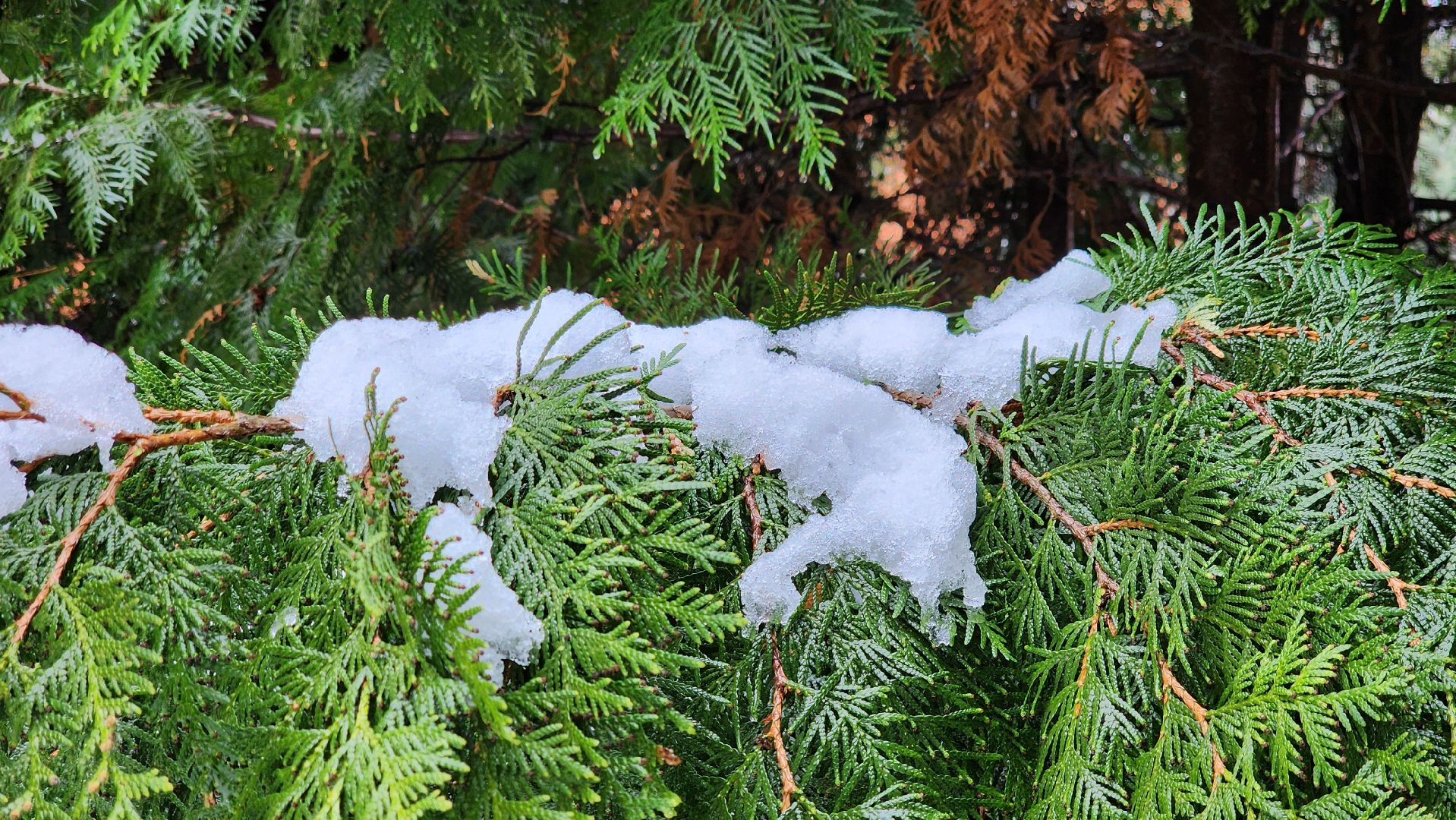 щёлково, снегопад, майский снег, Североатлантический циклон,