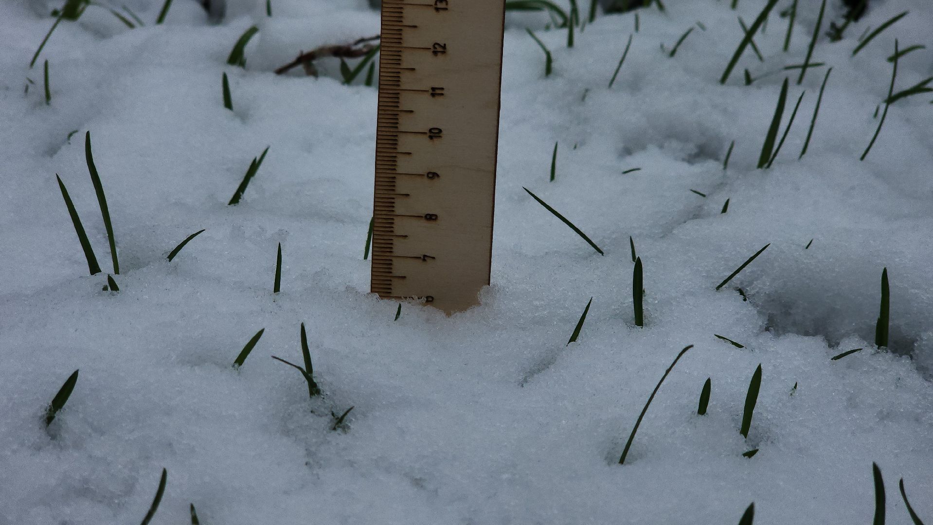 щёлково, снегопад, майский снег, Североатлантический циклон,