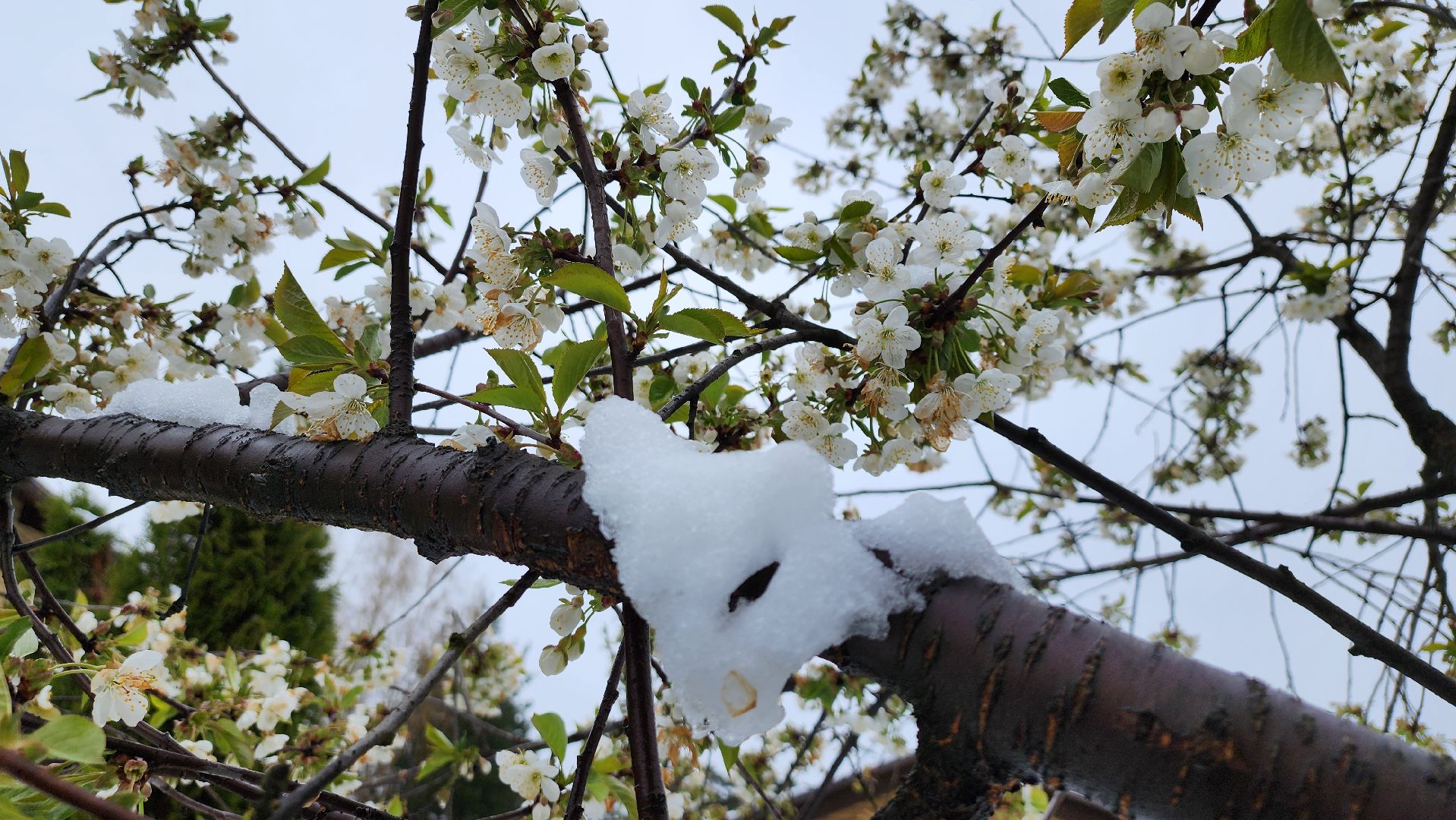 щёлково, снегопад, майский снег, Североатлантический циклон,