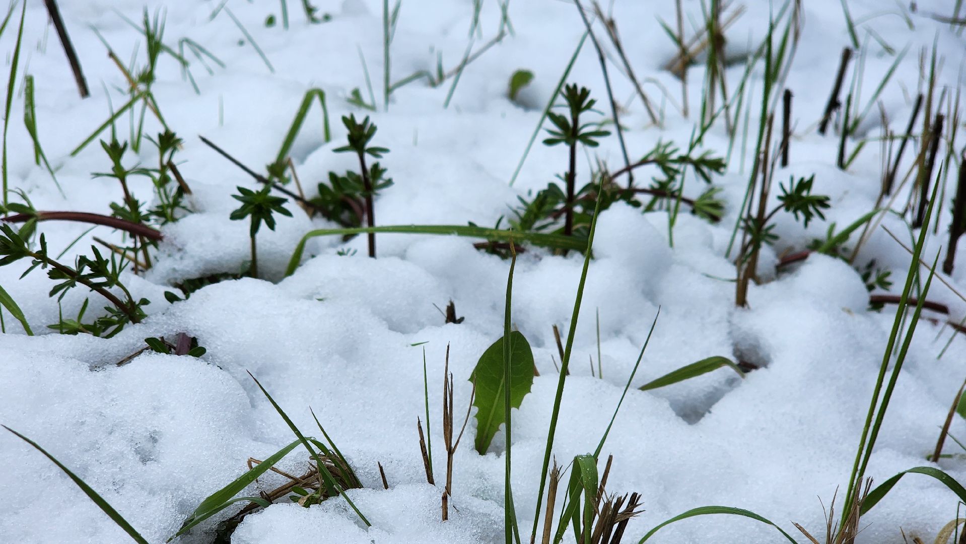 щёлково, снегопад, майский снег, Североатлантический циклон,