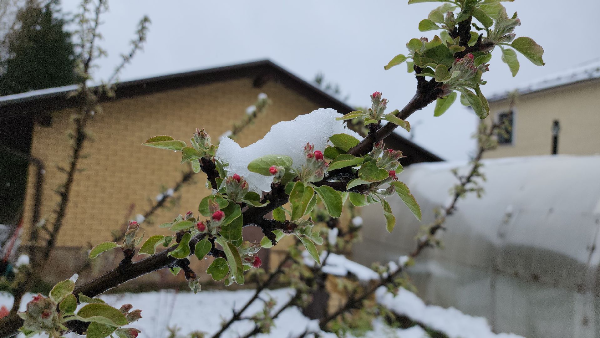 щёлково, снегопад, майский снег, Североатлантический циклон,