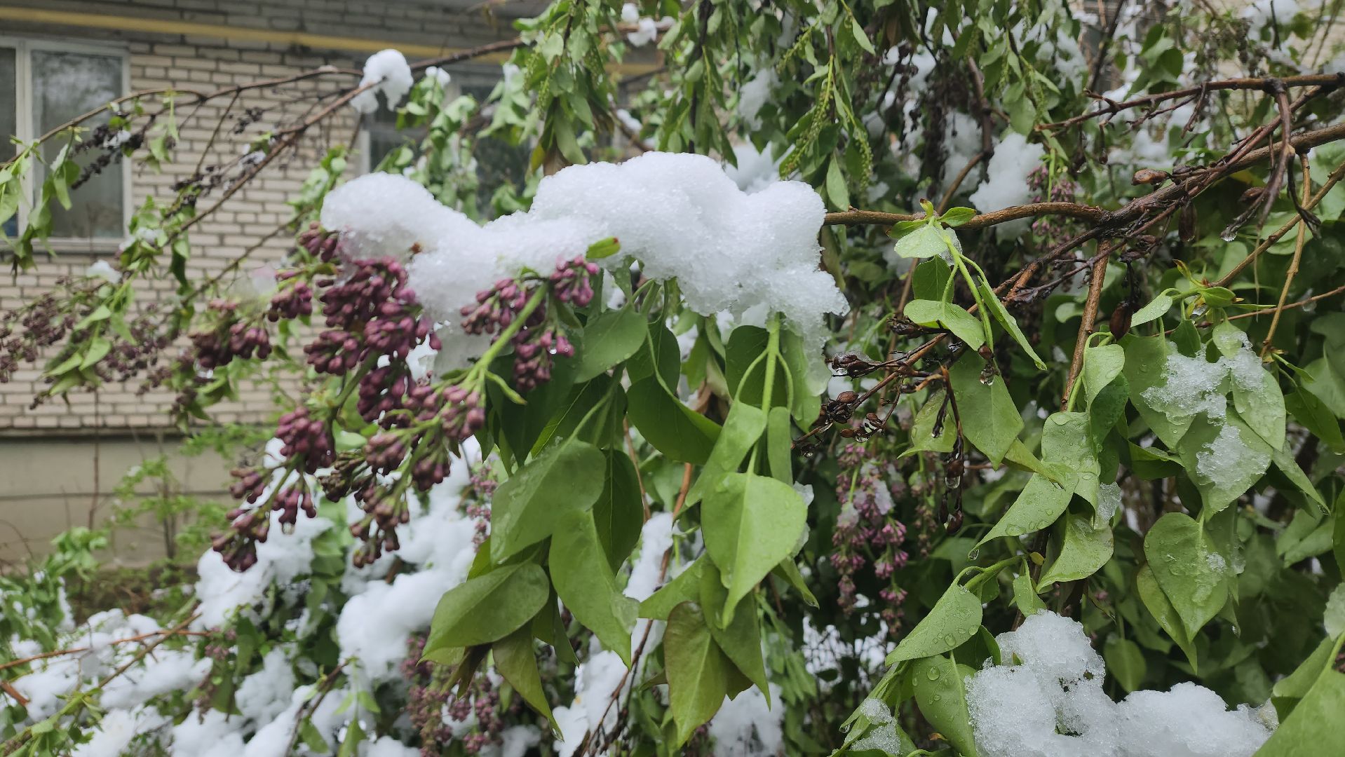 пушкино, снегопад, коммунальная служба,коммунальная техника,