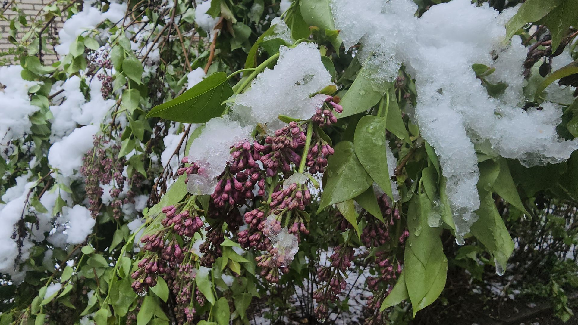 пушкино, снегопад, коммунальная служба,коммунальная техника,