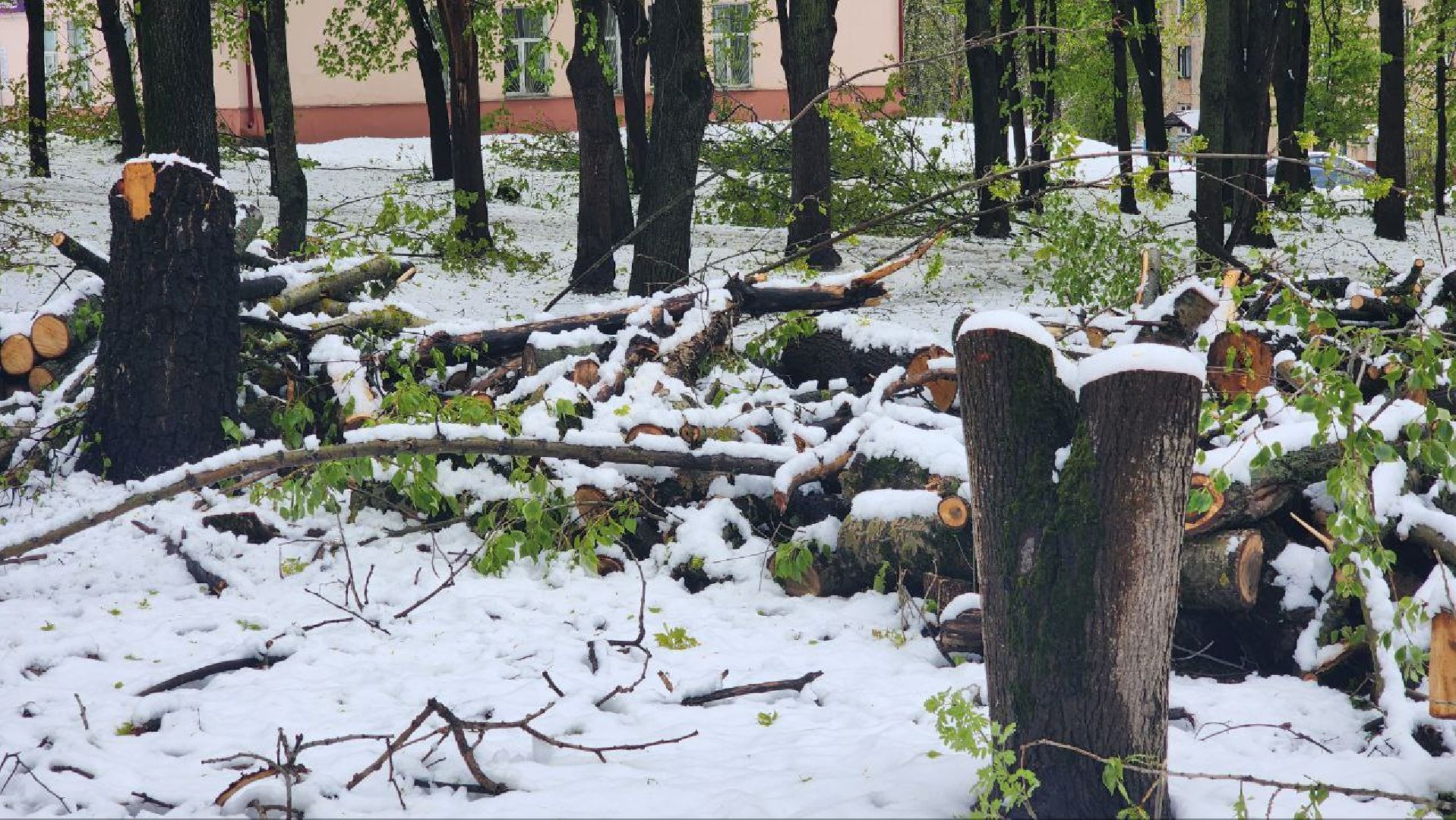 Дмитров, ЧП, Скандинавский циклон, Благоустройство,