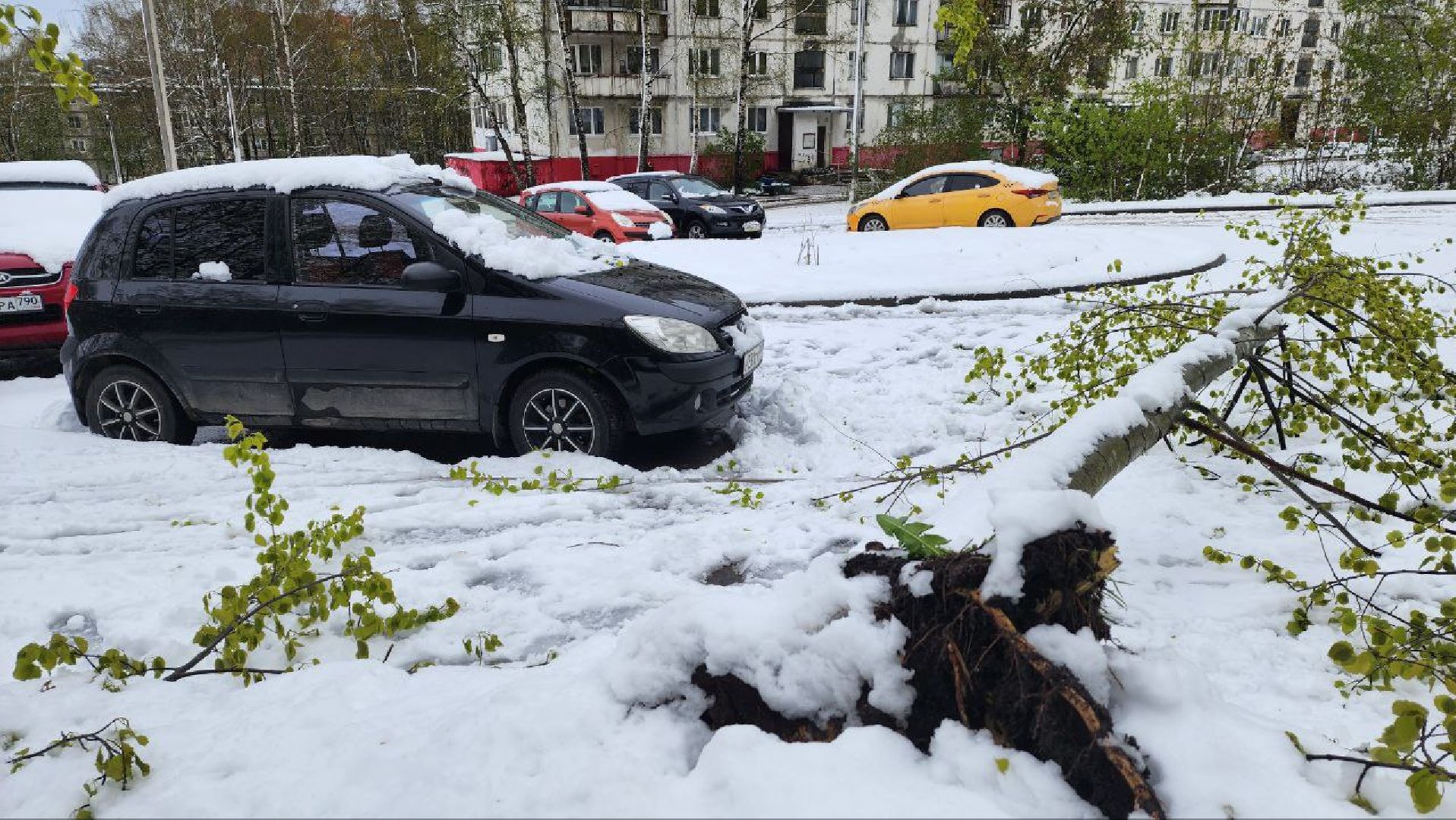 Дмитров, ЧП, Скандинавский циклон, Благоустройство,