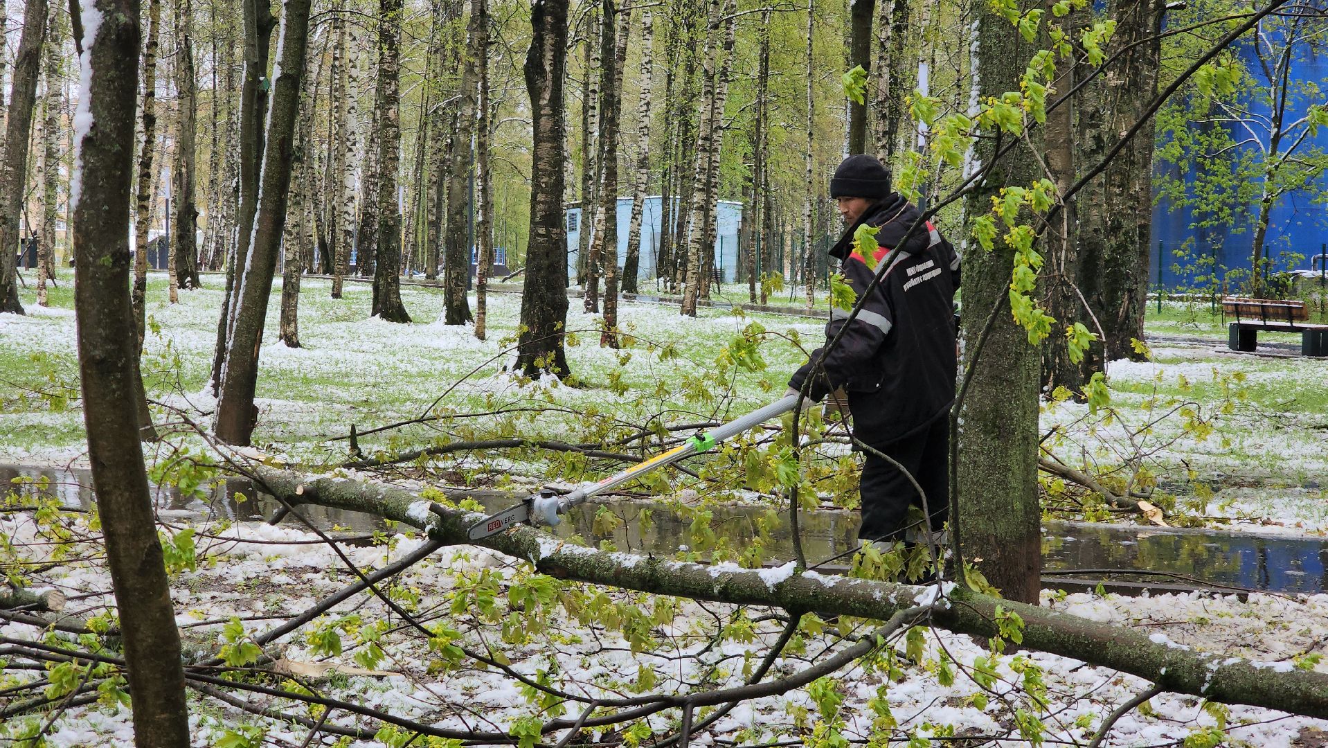 последствия непогоды, упавшие деревья, Лобня, Парк,