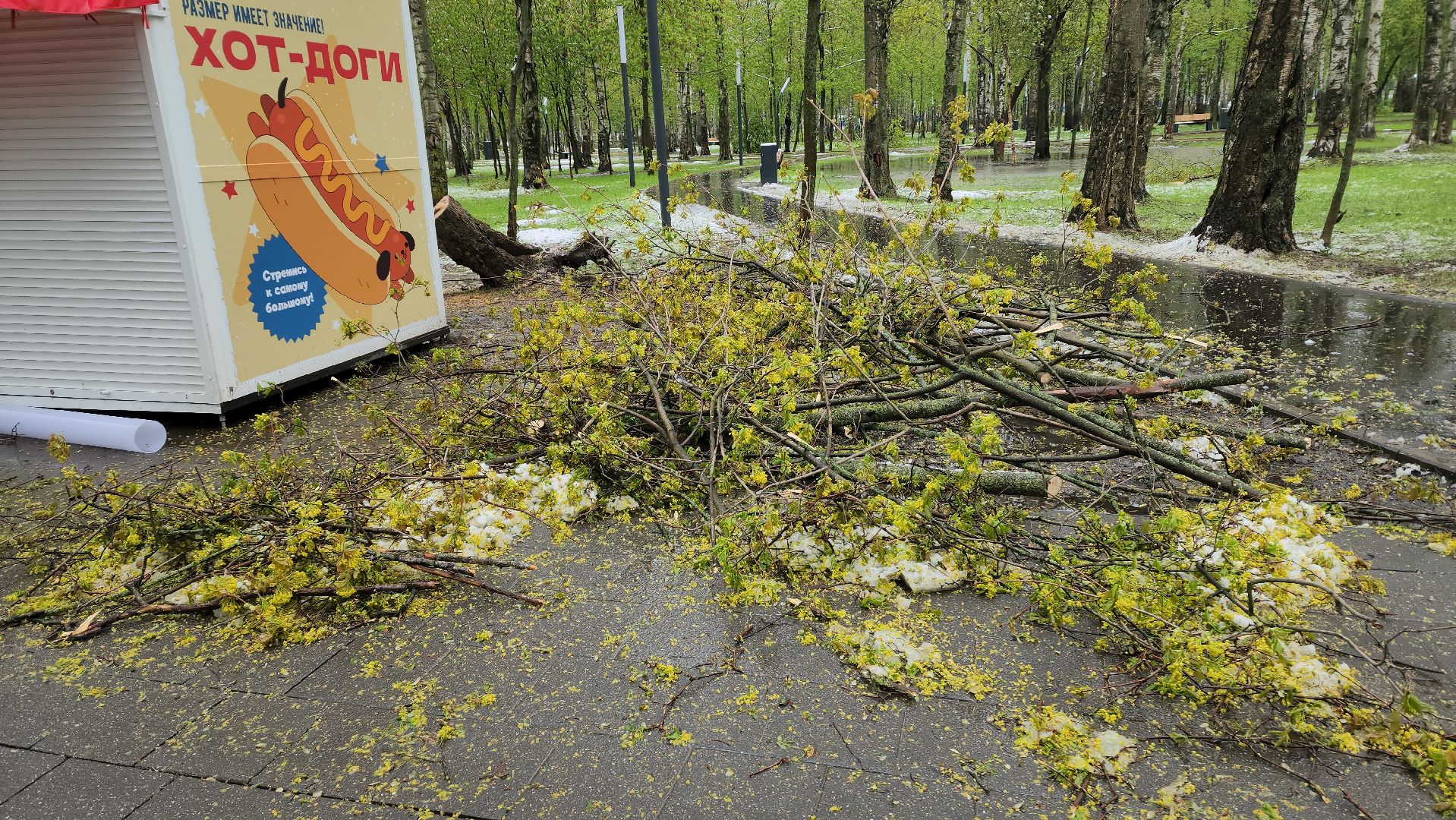 последствия непогоды, упавшие деревья, Лобня, Парк,