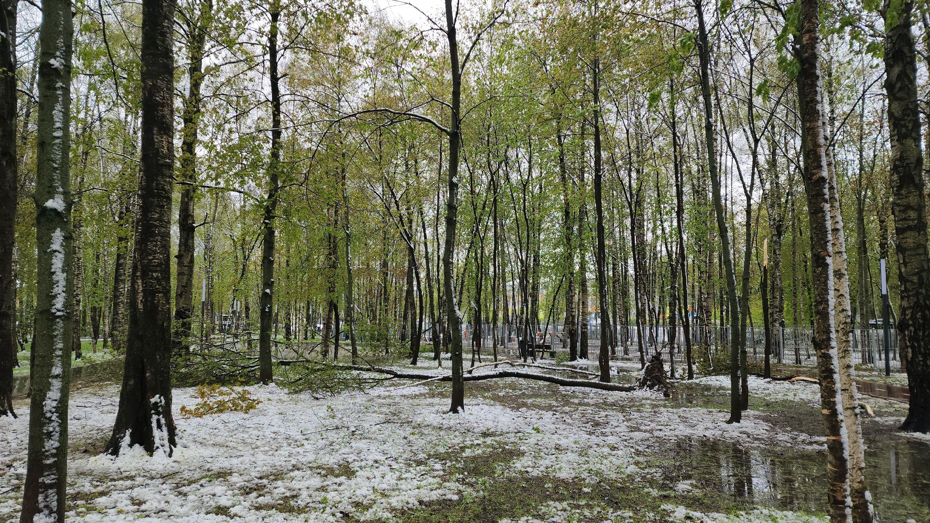 последствия непогоды, упавшие деревья, Лобня, Парк,