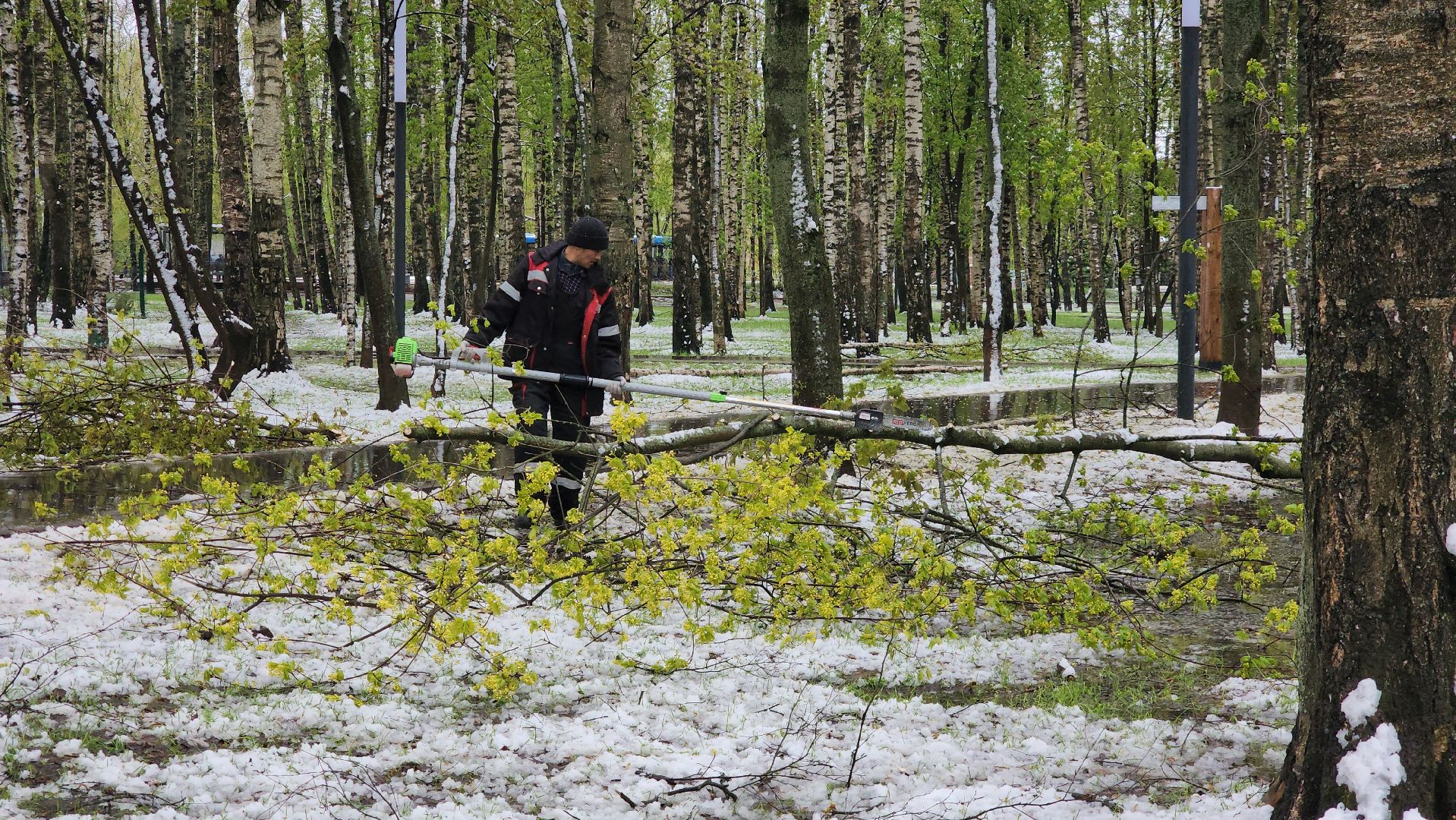 последствия непогоды, упавшие деревья, Лобня, Парк,
