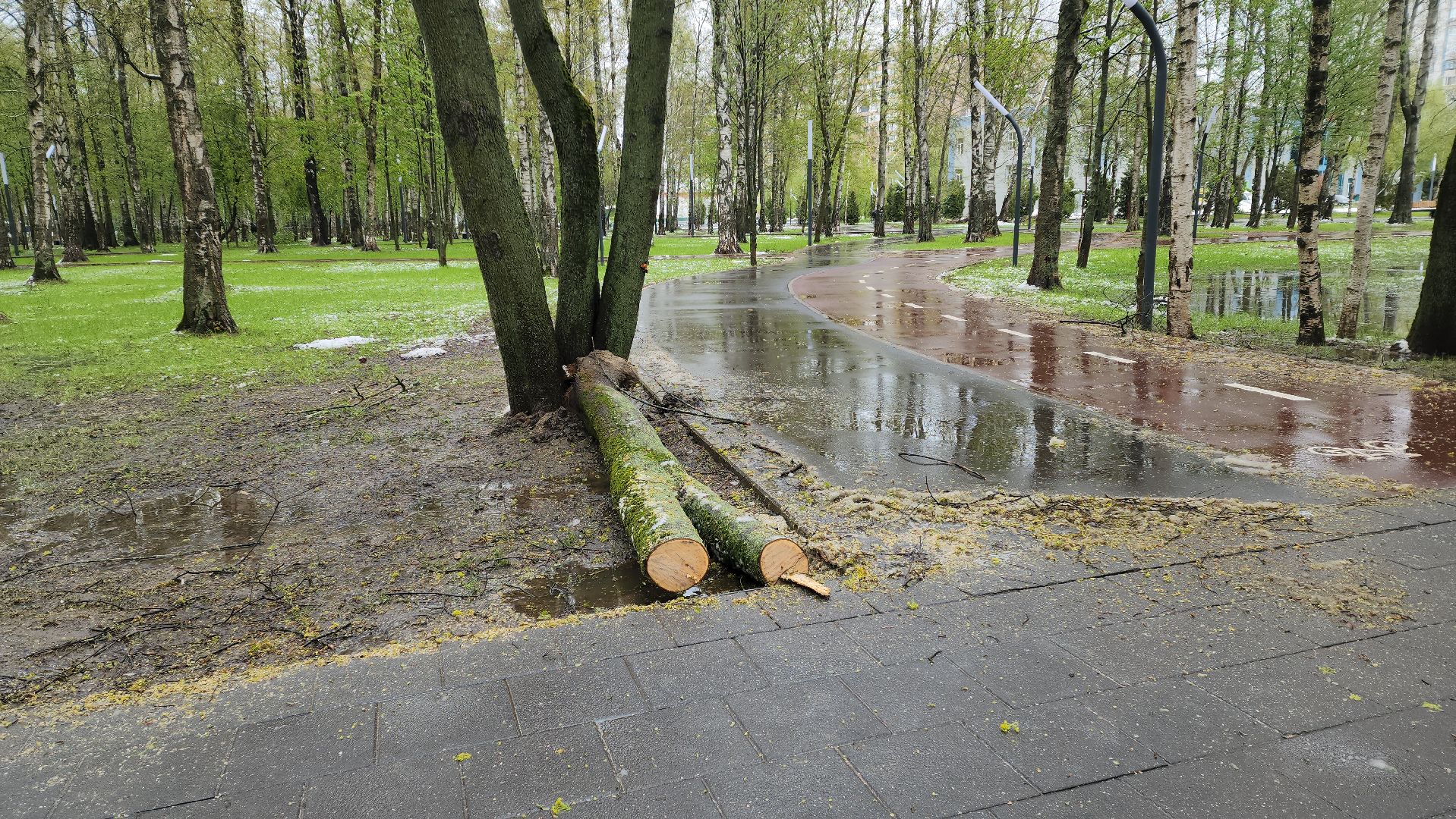 последствия непогоды, упавшие деревья, Лобня, Парк,