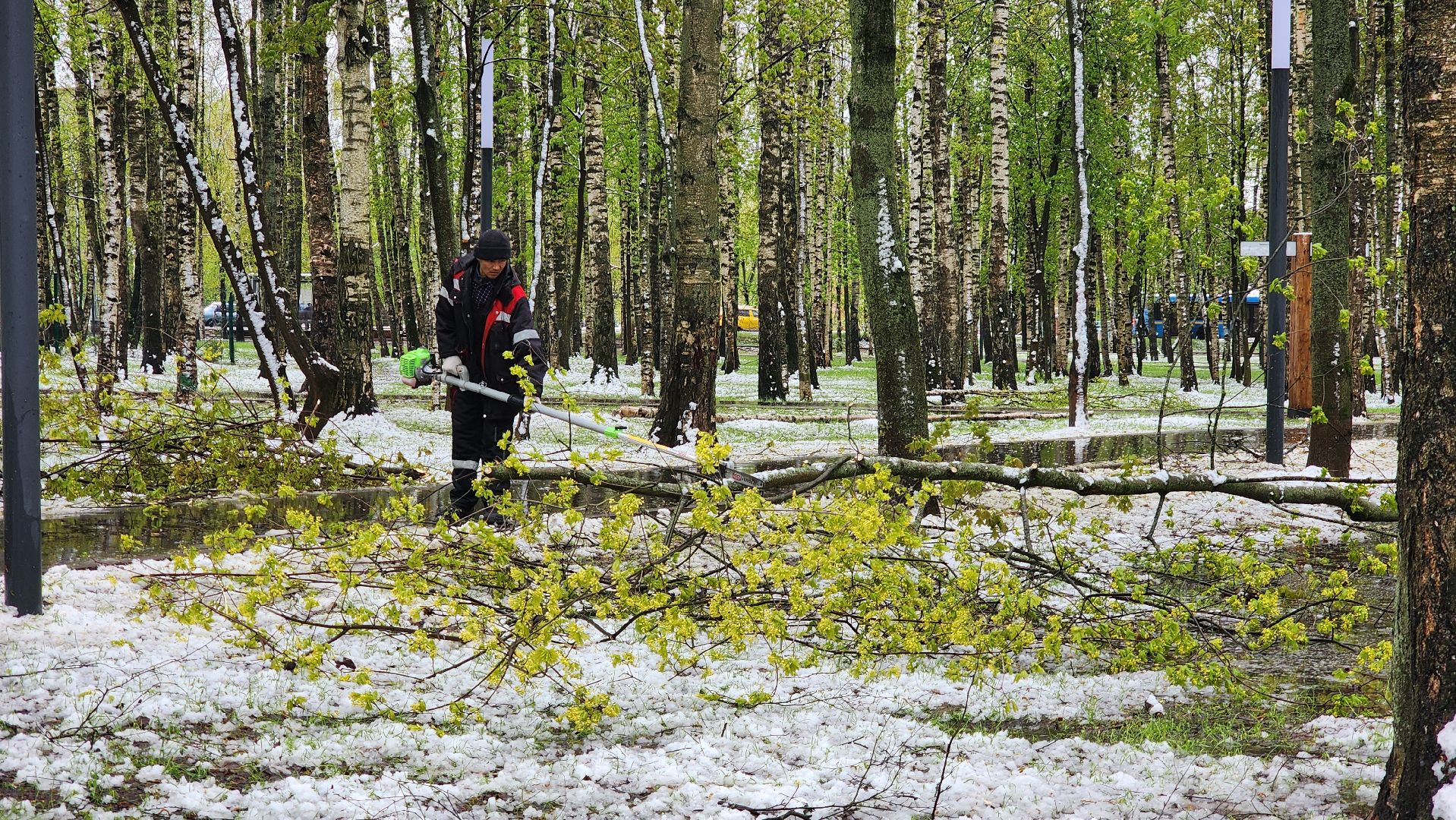 последствия непогоды, упавшие деревья, Лобня, Парк,