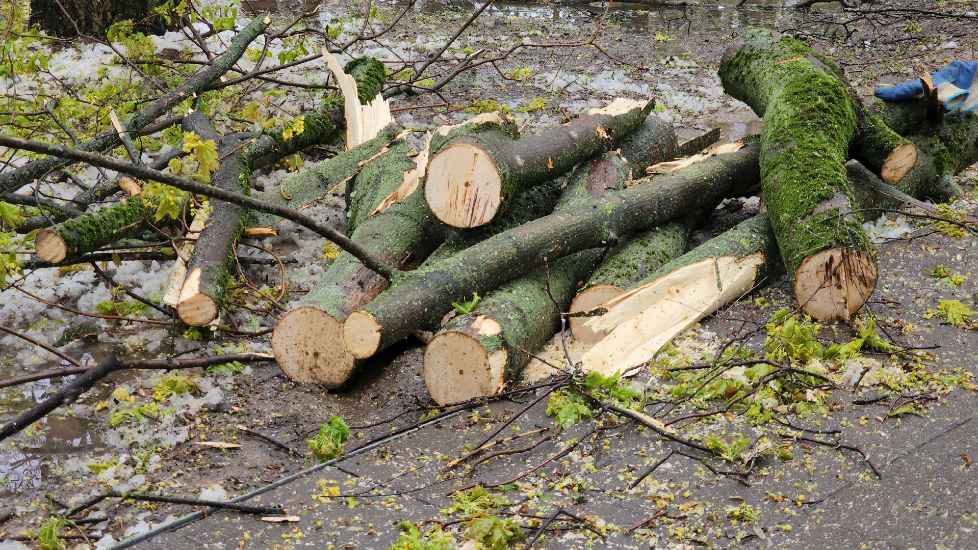 последствия непогоды, упавшие деревья, Лобня, Парк,