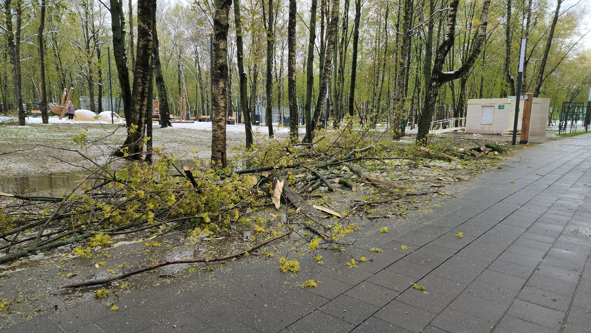 последствия непогоды, упавшие деревья, Лобня, Парк,