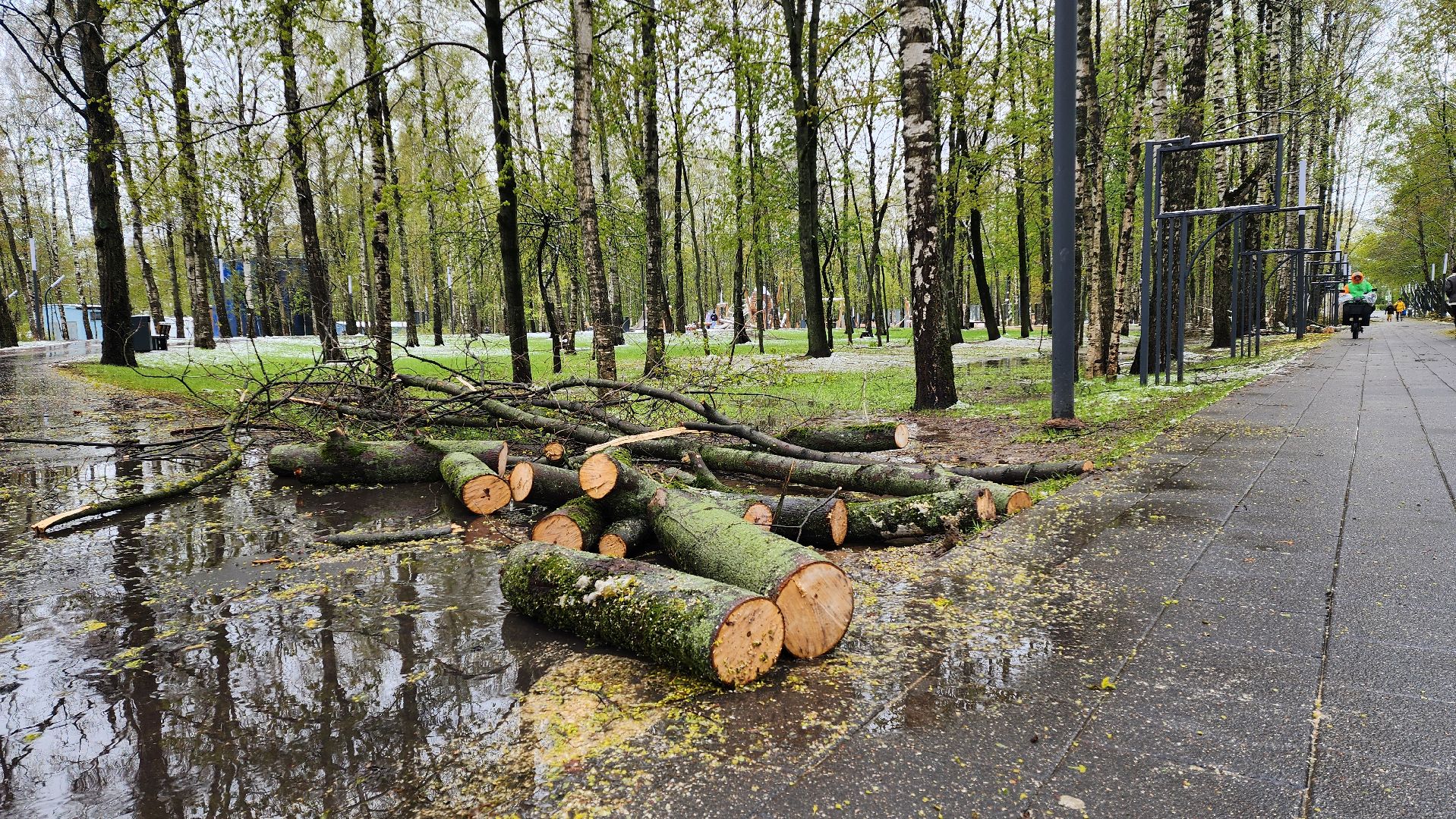 последствия непогоды, упавшие деревья, Лобня, Парк,