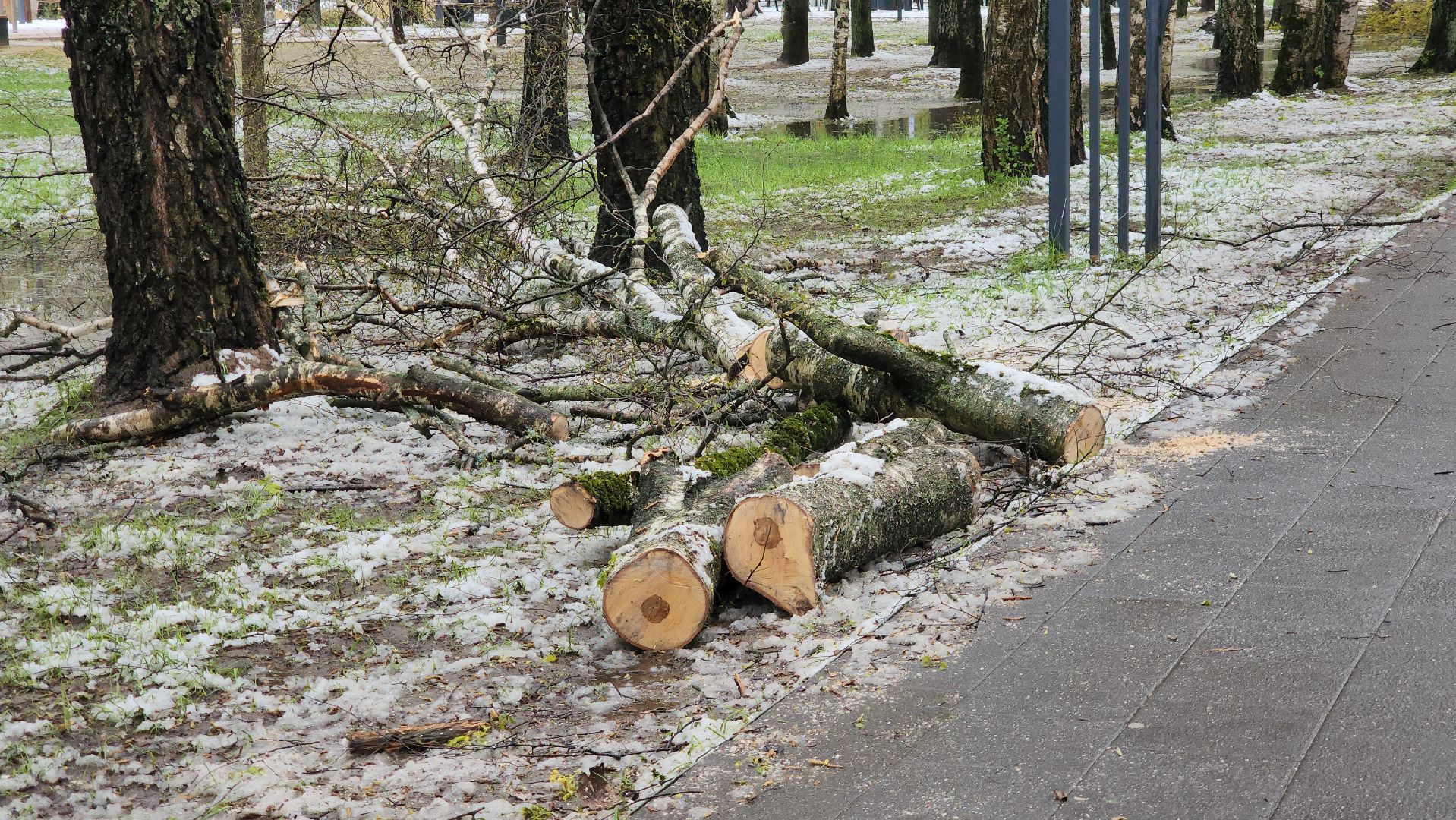 последствия непогоды, упавшие деревья, Лобня, Парк,